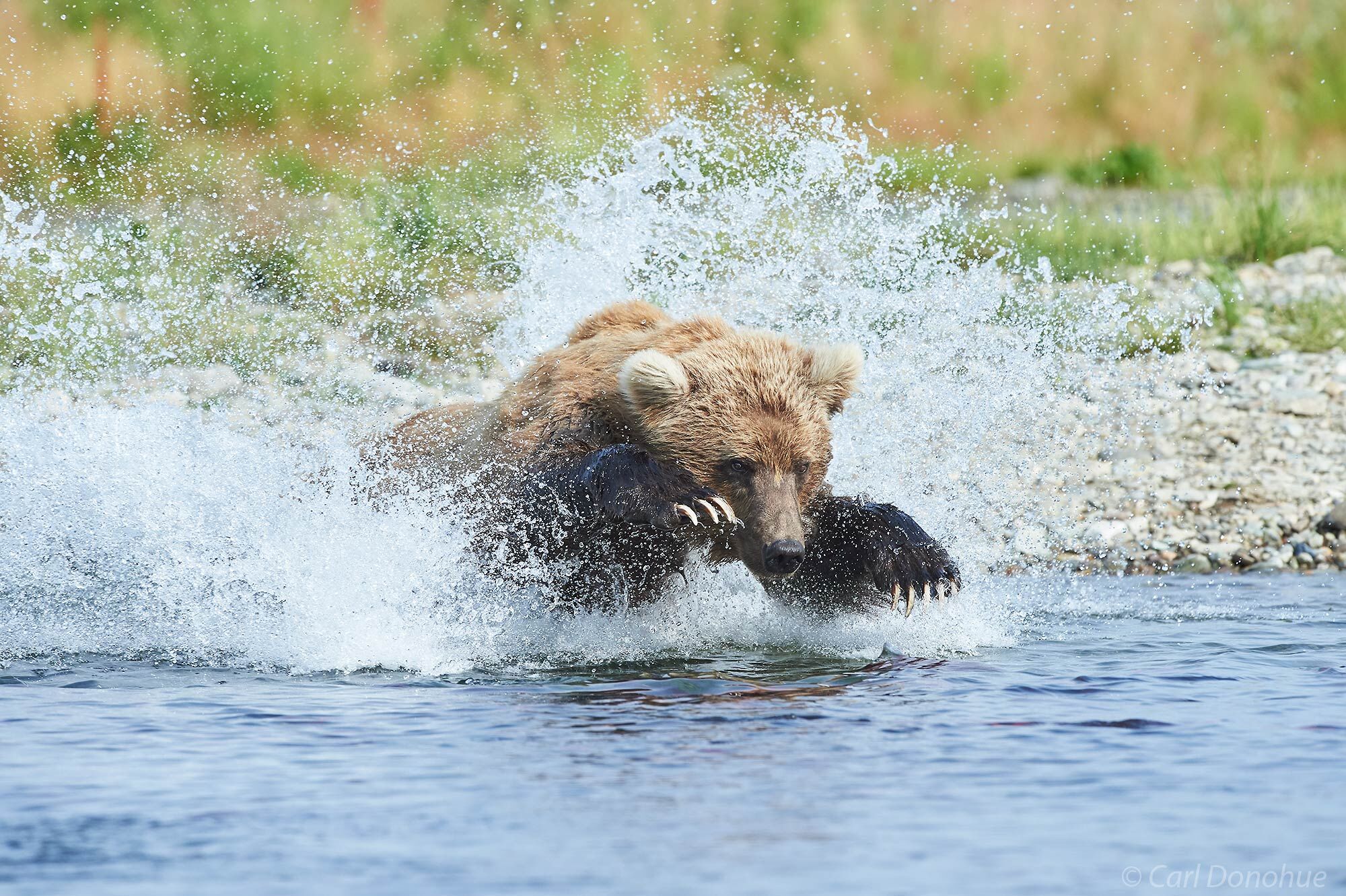 A young brown bear chasing after spawning Sockeye salmon in Katmai National Park and Preserve, Alaska.