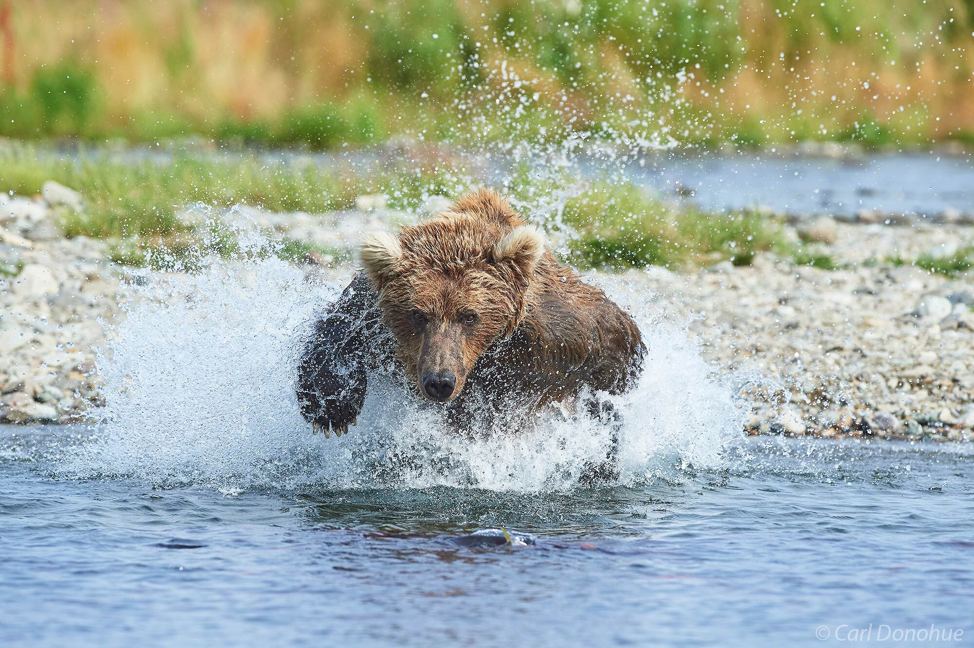 A brown bear chasing after spawning Sockeye salmon in Katmai National Park and Preserve, Alaska.