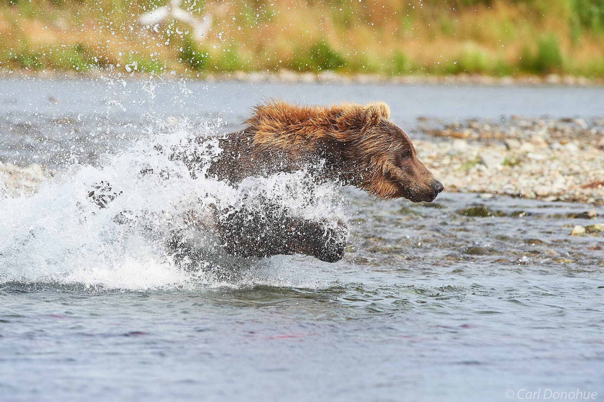 A brown bear chases after spawning Sockeye salmon in Katmai National Park and Preserve, Alaska.