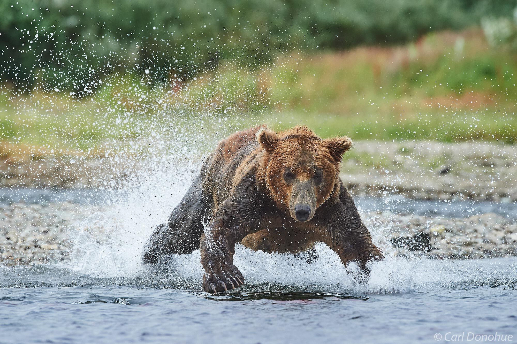 A brown bear chasing after spawning Sockeye salmon in Katmai National Park and Preserve, Alaska.