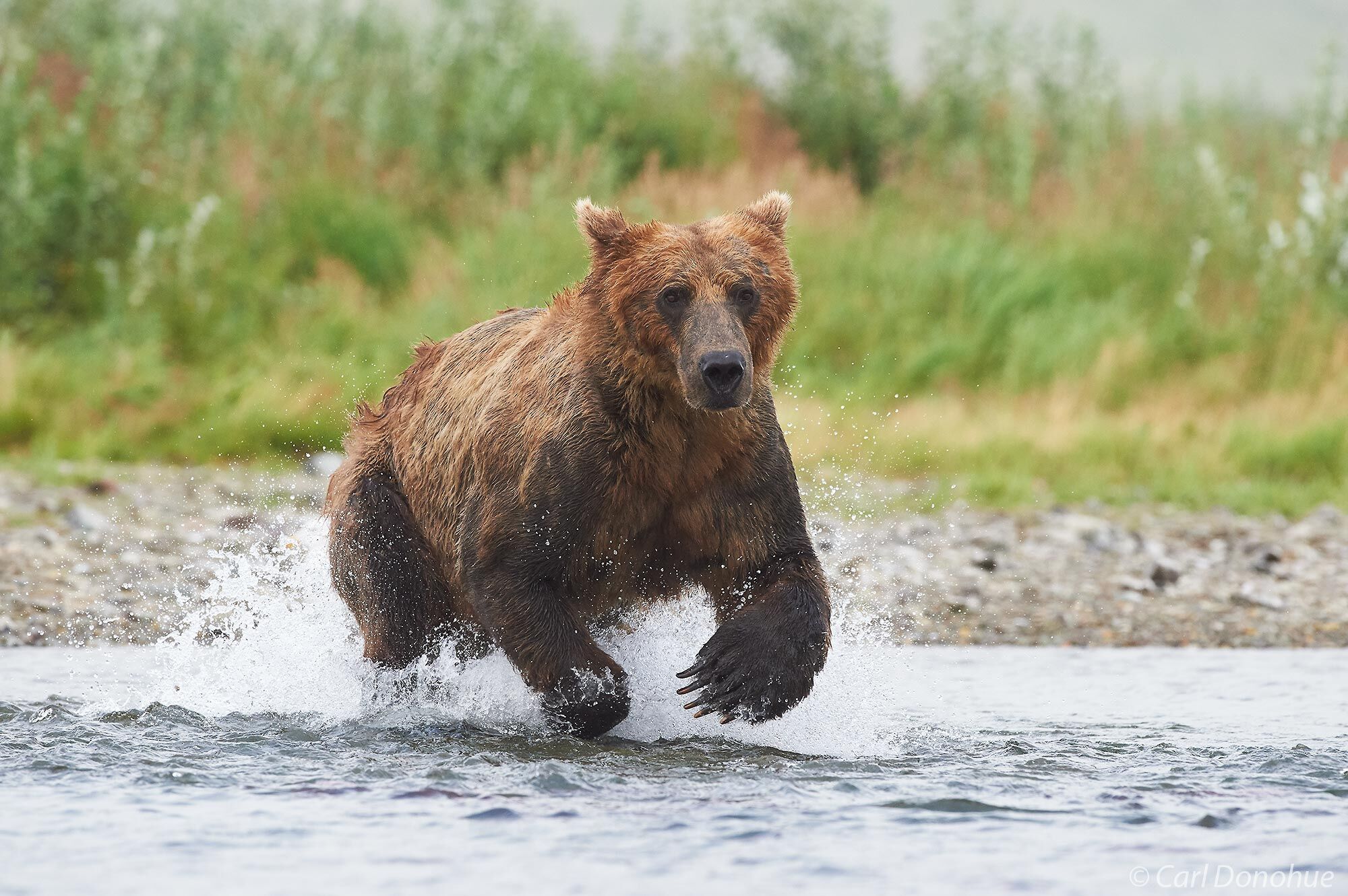 A brown bear chasing after spawning Sockeye salmon in Katmai National Park and Preserve, Alaska.