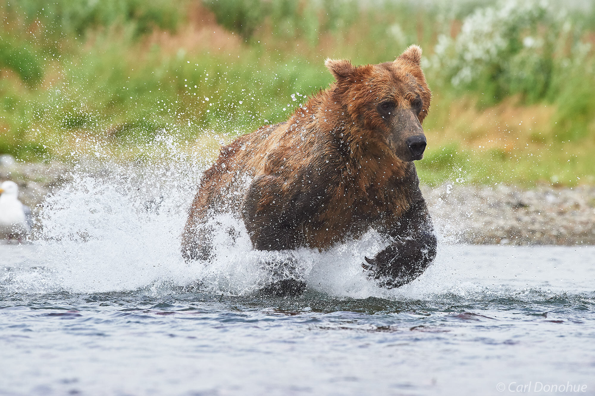 A brown bear chasing after spawning Sockeye salmon in Katmai National Park and Preserve, Alaska.