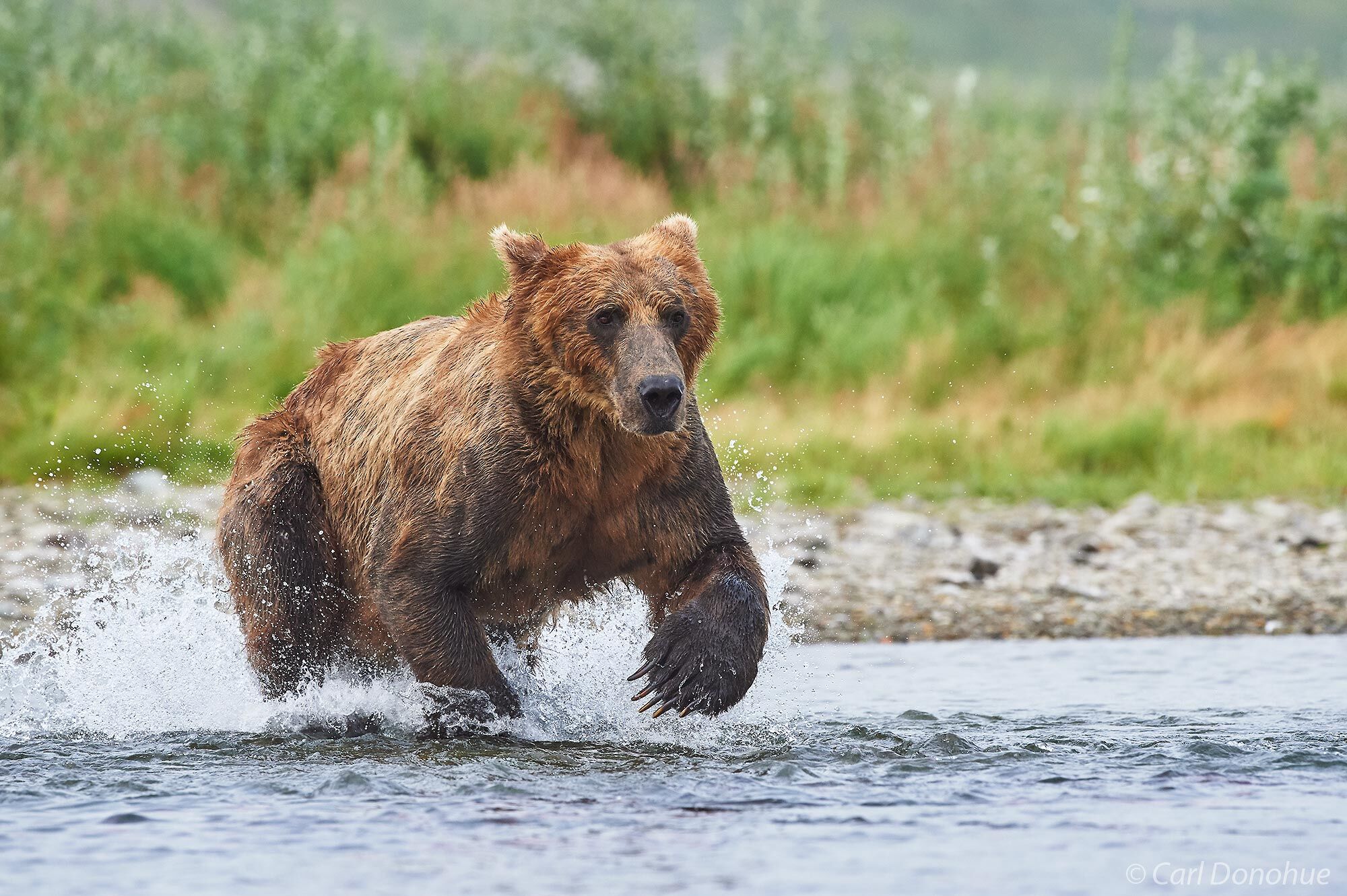 A brown bear chasing after spawning Sockeye salmon in Katmai National Park and Preserve, Alaska.