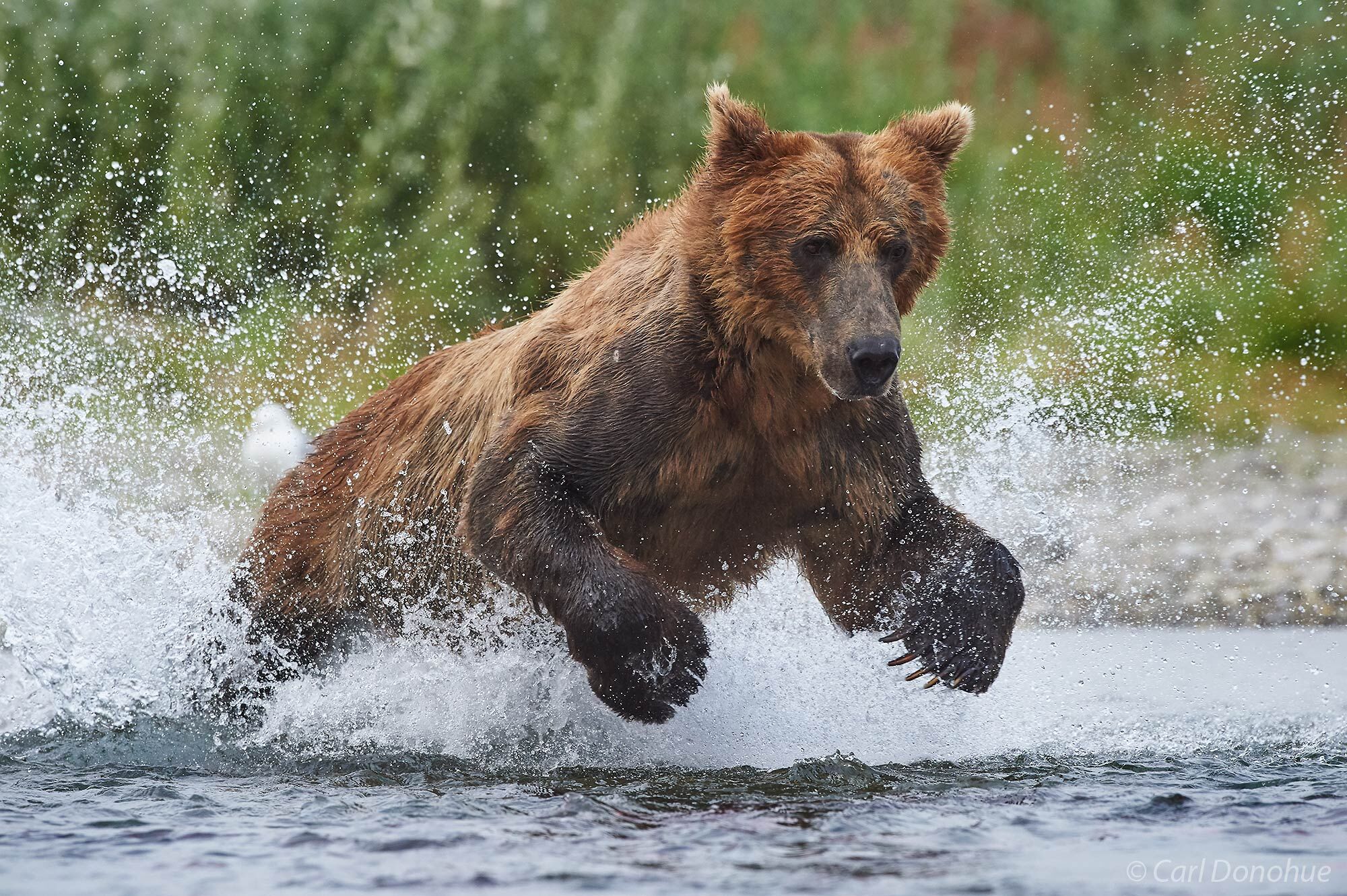 A brown bear chasing after spawning Sockeye salmon in Katmai National Park and Preserve, Alaska.