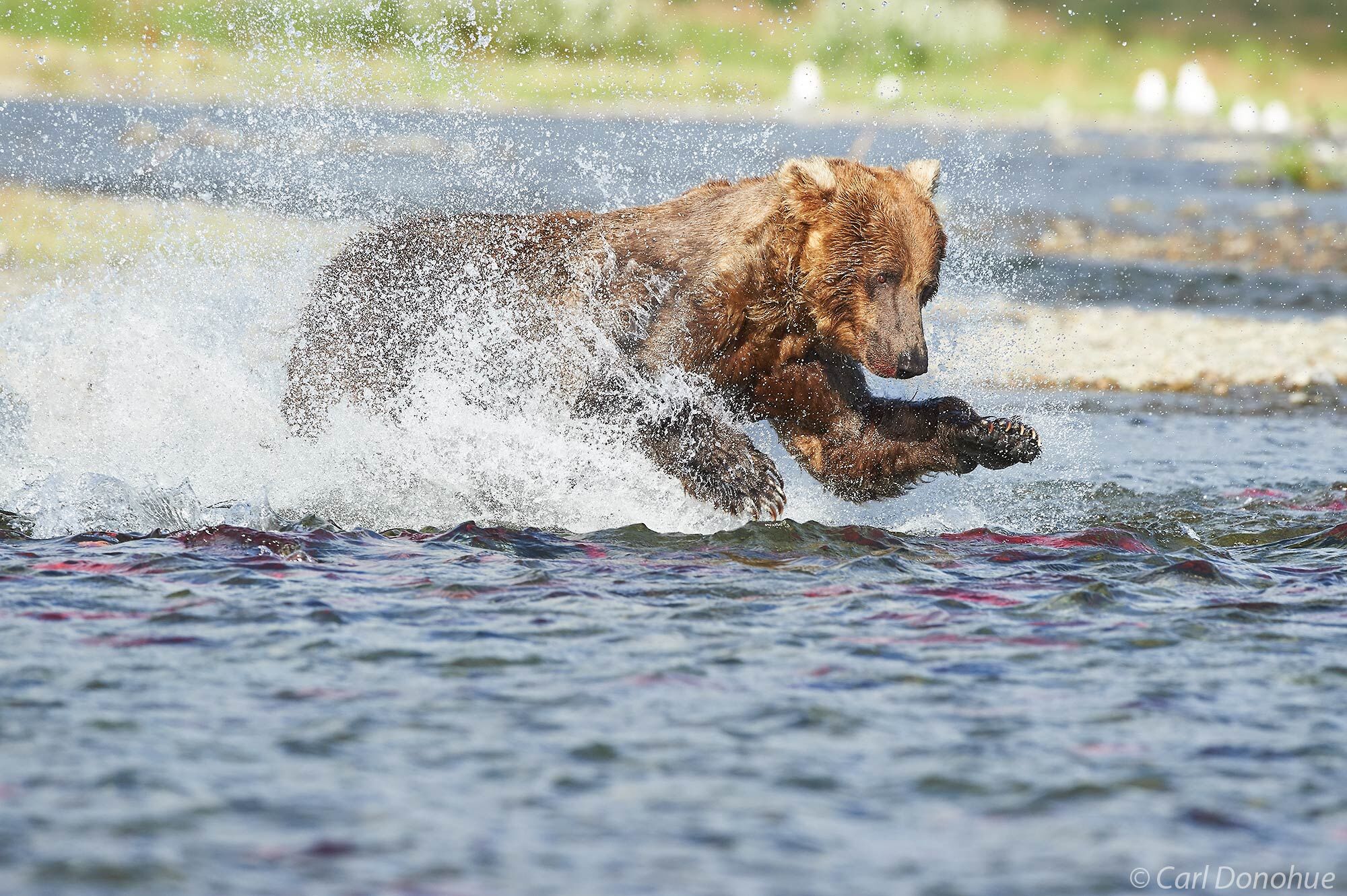 A brown bear chasing after spawning Sockeye salmon in Katmai National Park and Preserve, Alaska.