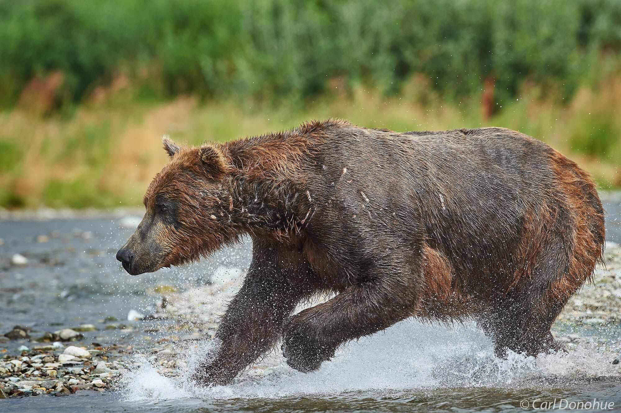 A brown bear chasing after spawning Sockeye salmon in Katmai National Park and Preserve, Alaska.