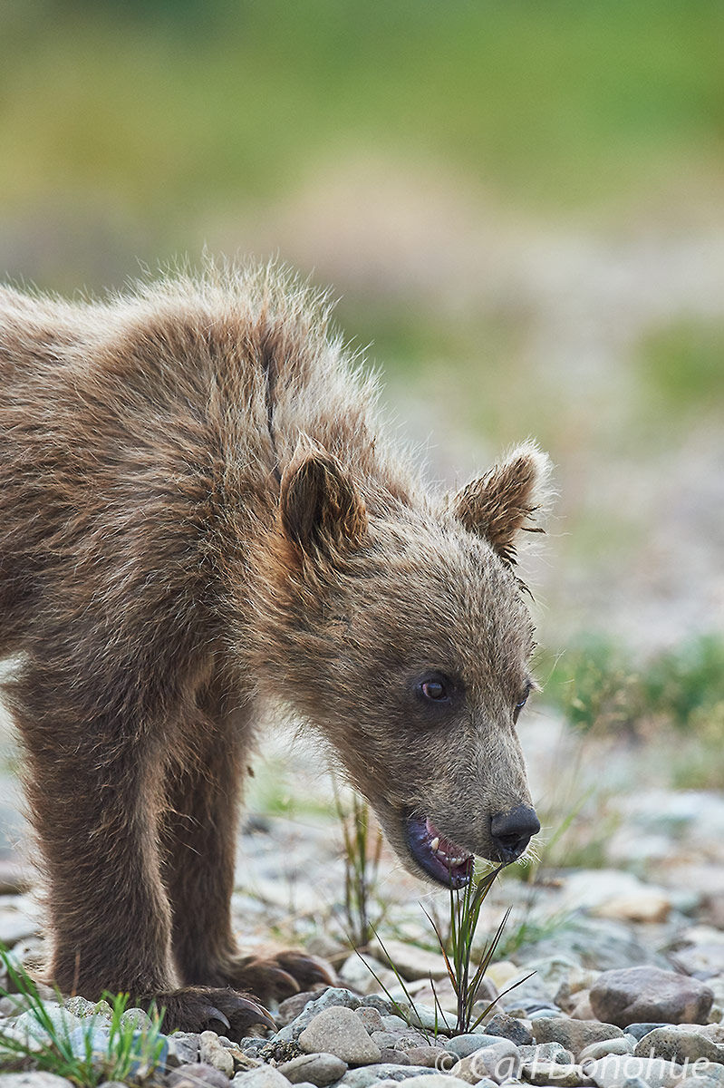 Grizzly bear cub (Ursus arctos) watching his mother fish for salmon in the river, Katmai National Park and Preserve, Alaska.