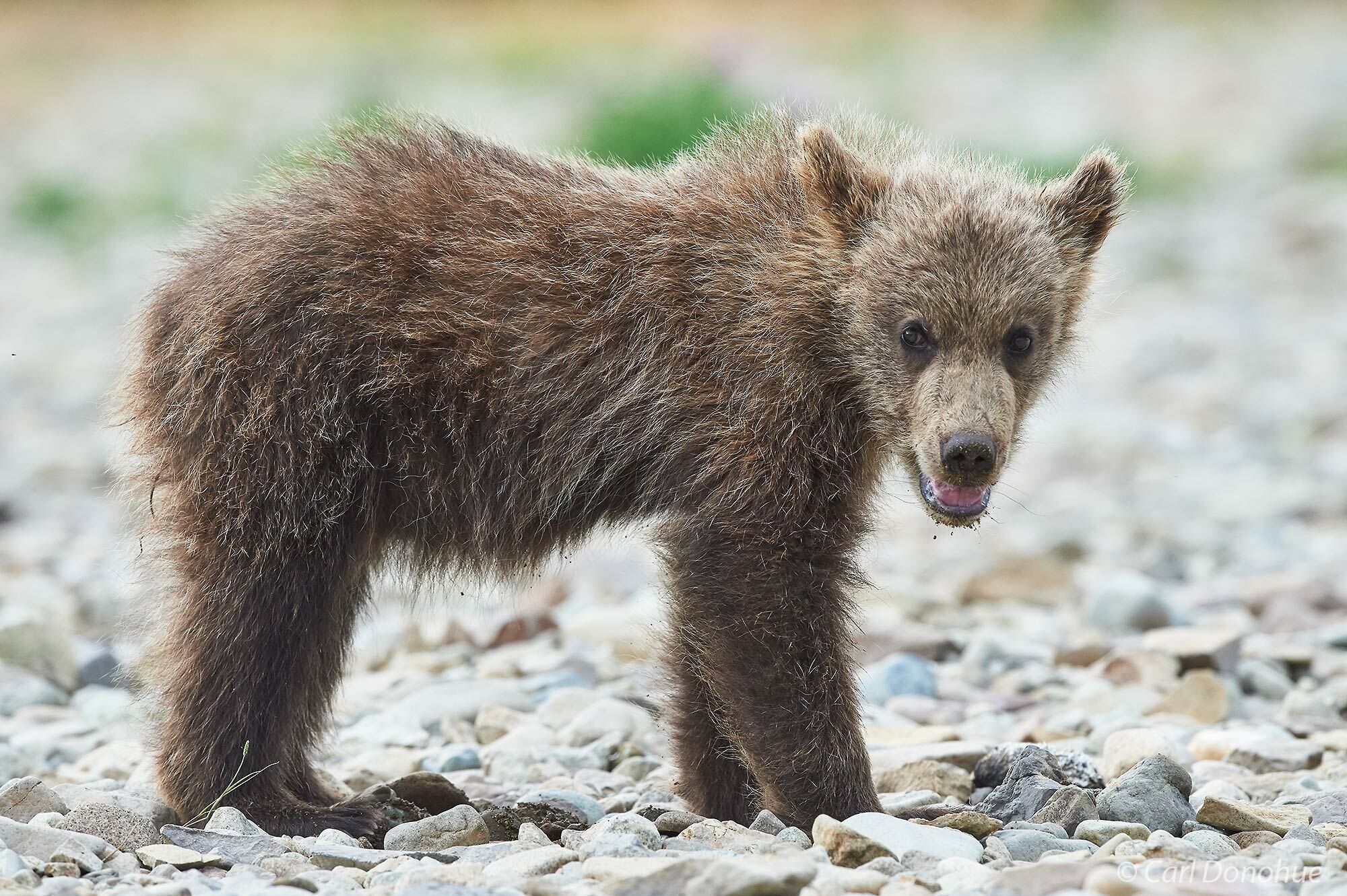 Grizzly bear cub (Ursus arctos) standing on the shores of the river waiting for his mother to return, Katmai National Park and...