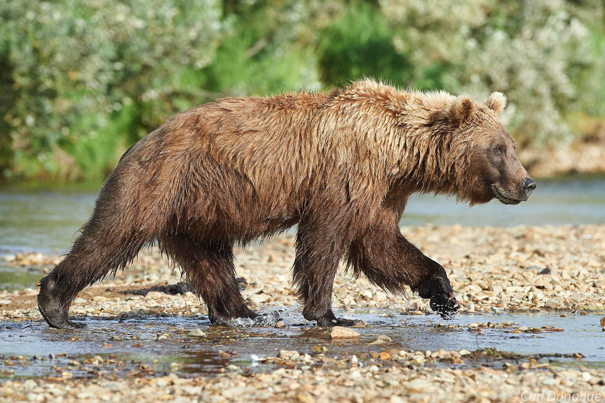 A young brown bear, stalks along the creek shore looking for salmon the river, Katmai National Park and Preserve, Alaska.