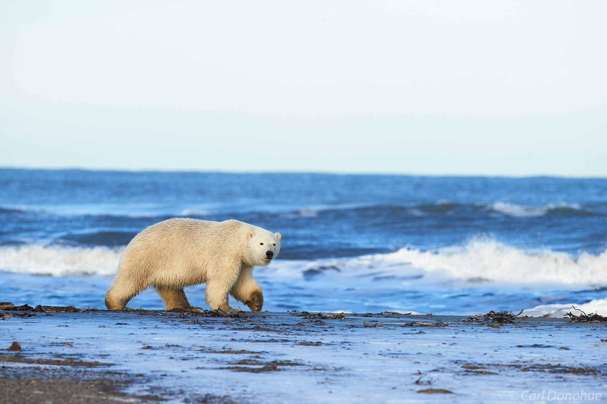 A young male polar bear cub walking on a barrier island along the shoreline of the Beaufort Sea, (Ursus maritimus), Arctic National...