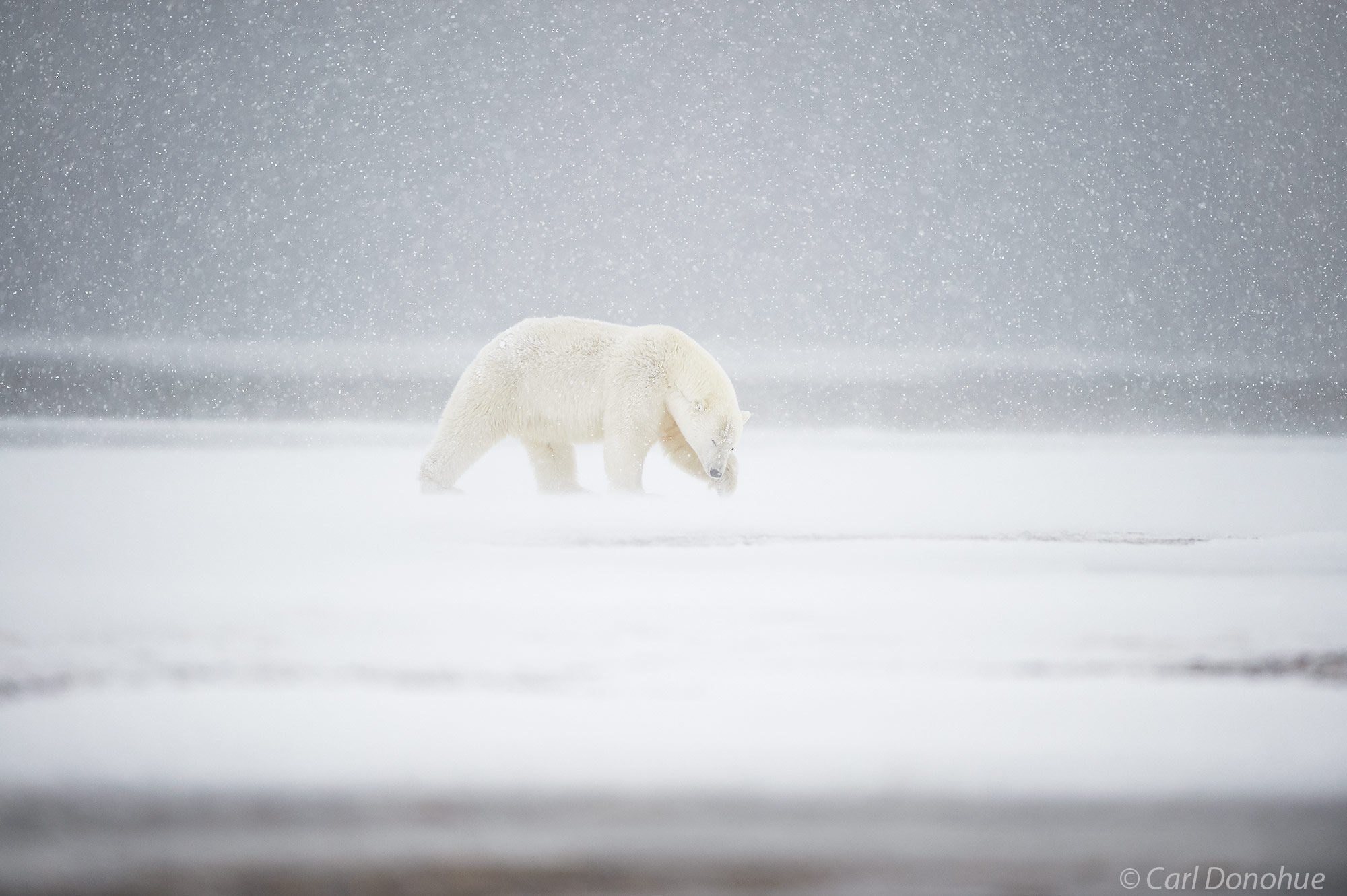 A young male polar Bear walking across the ground in a heavy snowstorm, (Ursus maritimus), Arctic National Wildlife Refuge, ANWR, Alaska.