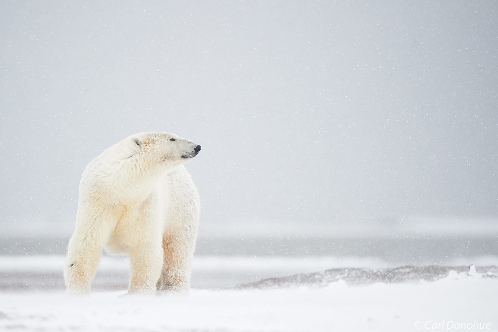 A young female polar Bear walking across the ground in a heavy snowstorm, (Ursus maritimus), Arctic National Wildlife Refuge...