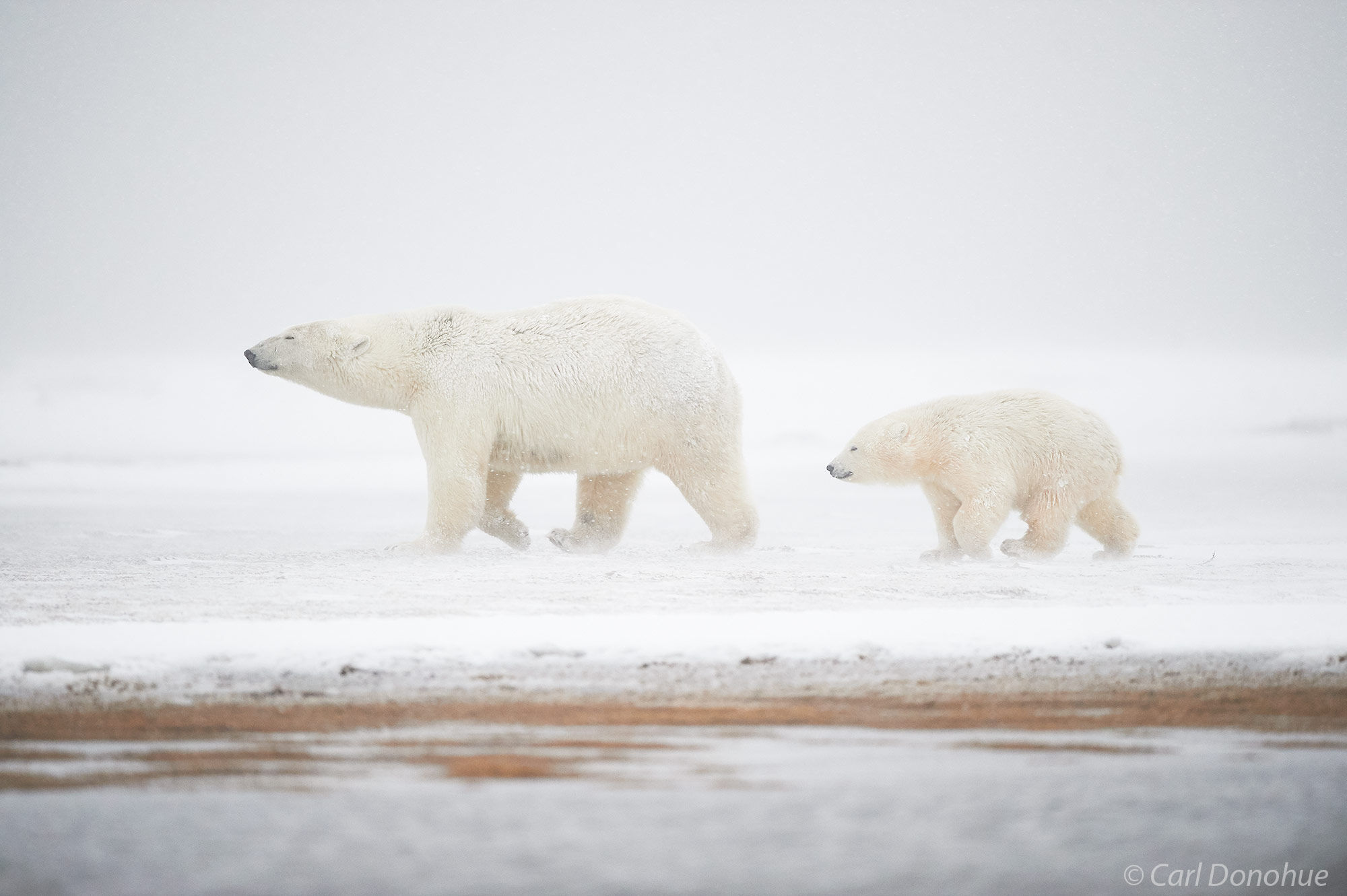 A young cub polar bear walking across the ground behind his mother into a heavy snowstorm, (Ursus maritimus), Arctic National Wildlife Refuge, ANWR, Alaska.