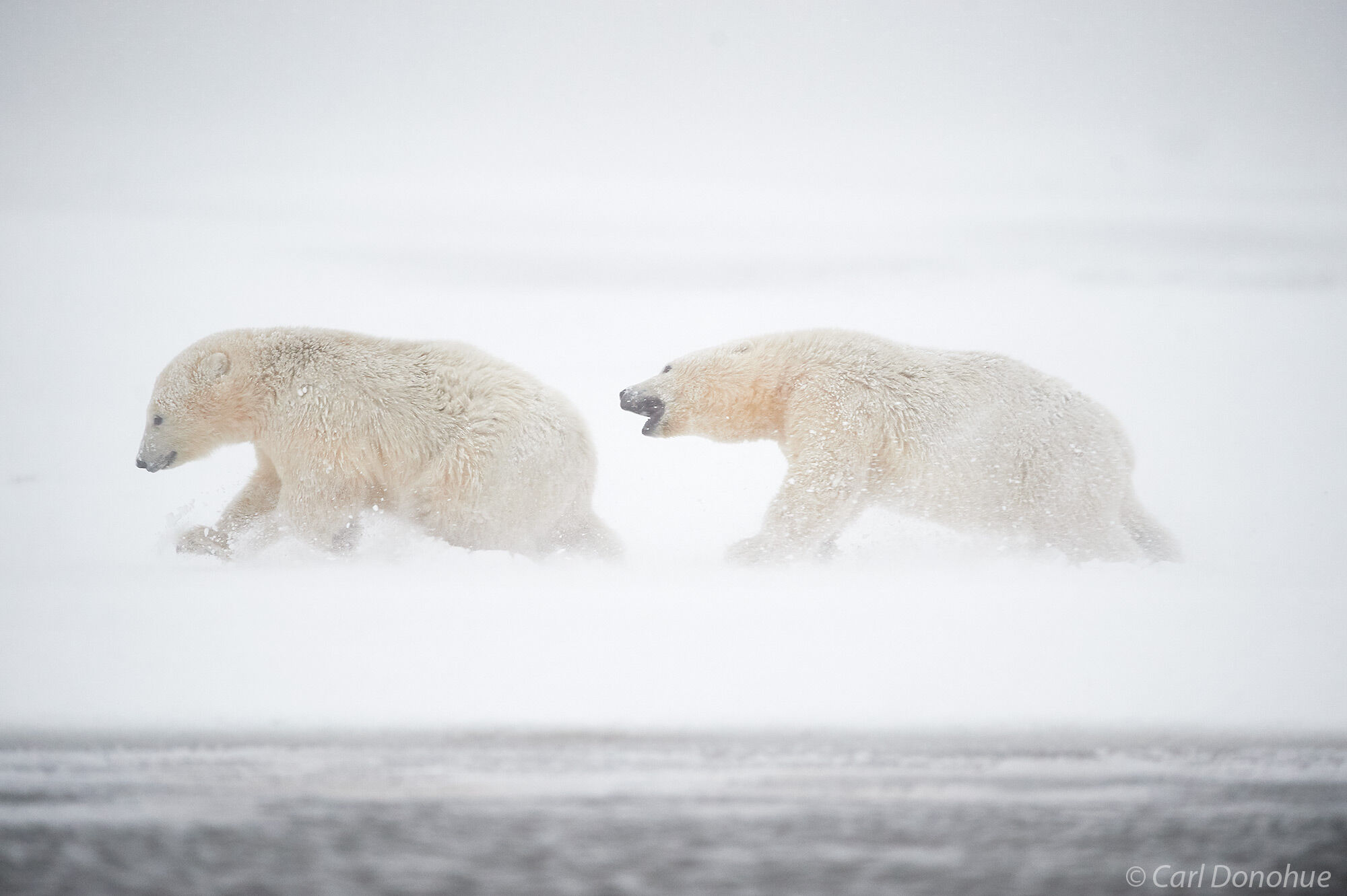 A young male polar bear classes his sibling and tries to bite her rump during a heavy snowstorm, (Ursus maritimus), Arctic National Wildlife Refuge, ANWR, Alask