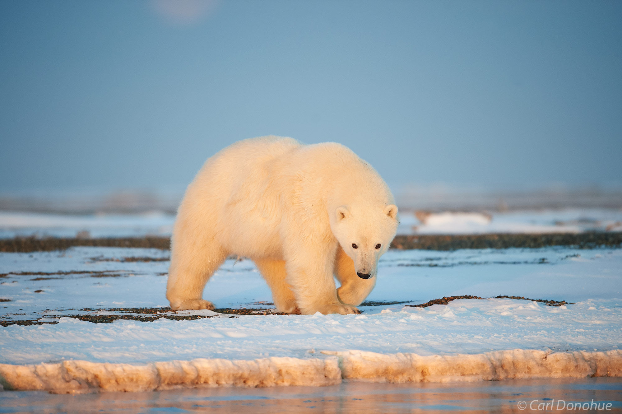 Polar Bear approaches the shore of Beaufort Sea in early morning light, (Ursus maritimus), Arctic National Wildlife Refuge, ANWR...