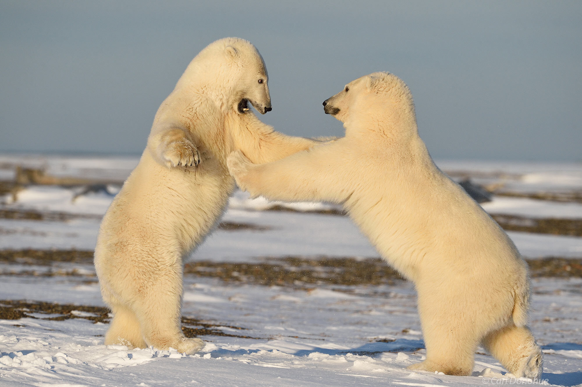 Polar Bear cubs playing, Arctic National Wildlife Refuge, Alaska.
