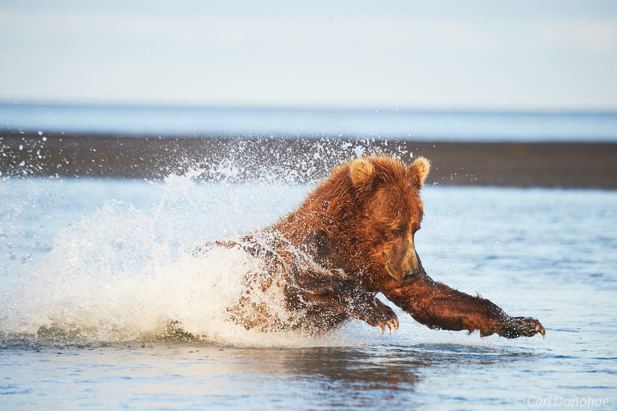 Brown bear sow, running after salmon as they swim upstream on the incoming tide at Hallo Bay, Katmai National Park and Preserve...