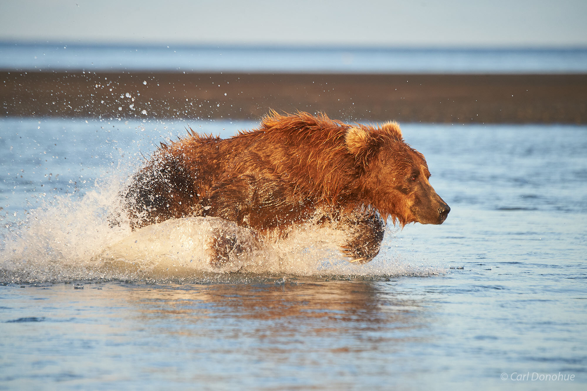Brown bear sow, running after salmon as they swim upstream on the incoming tide at Hallo Bay, Katmai National Park and Preserve...