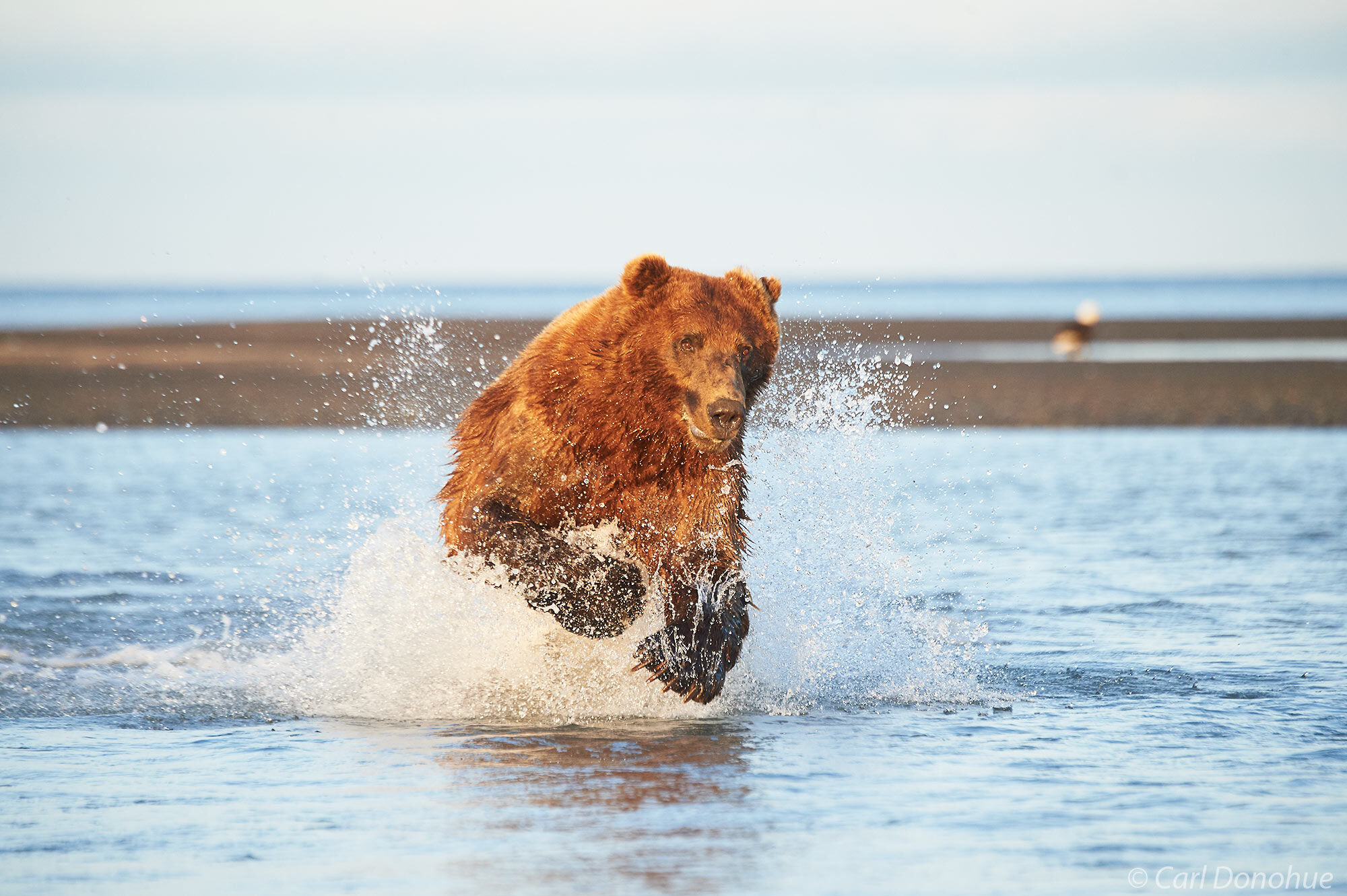 A large adult male brown bear, running after another bear who just caught a salmon, at Hallo Bay, Katmai National Park and Preserve...
