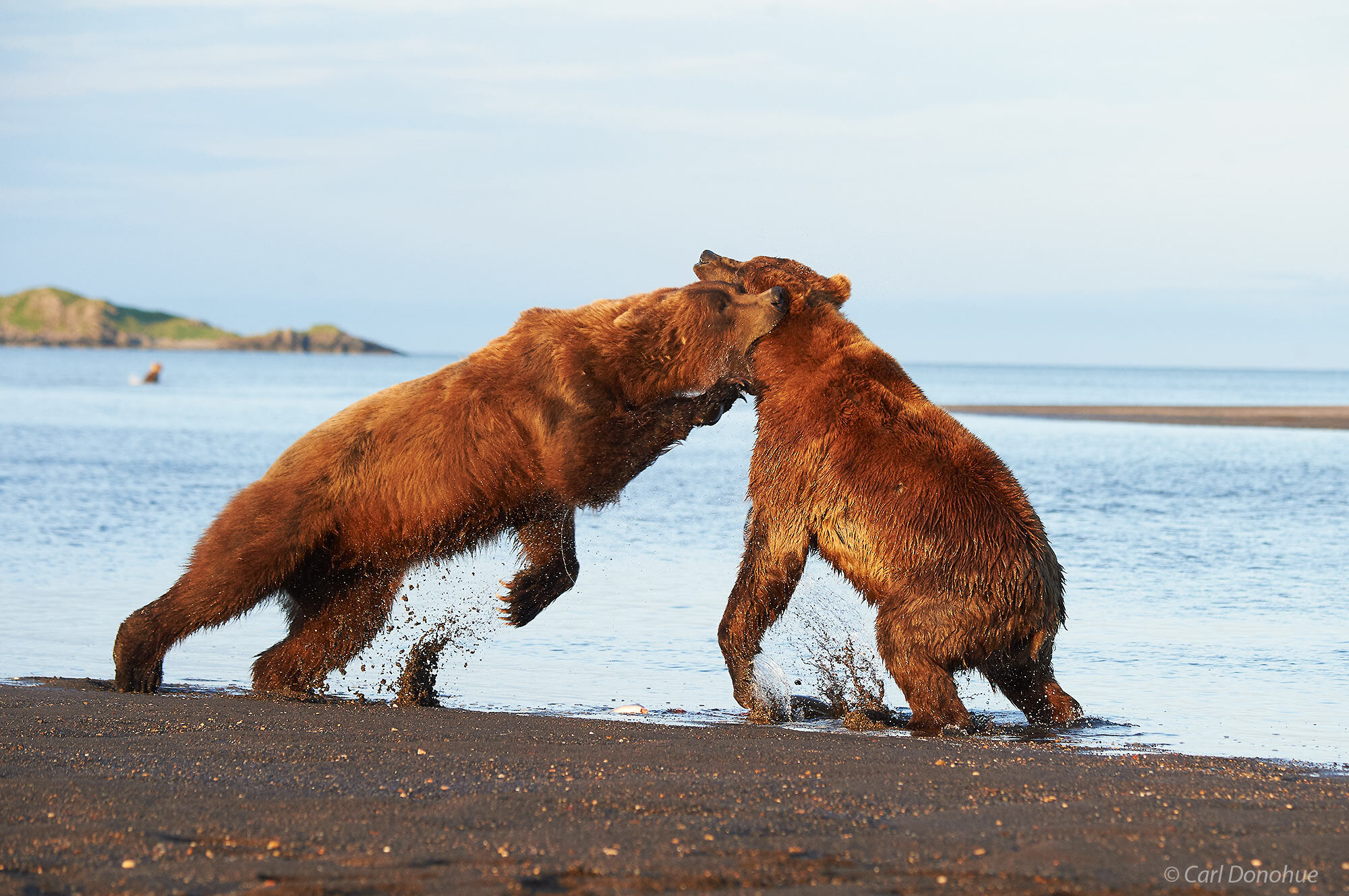 large adult male Brown bears fighting over salmon, at Hallo Bay, Katmai National Park and Preserve, Alaska.