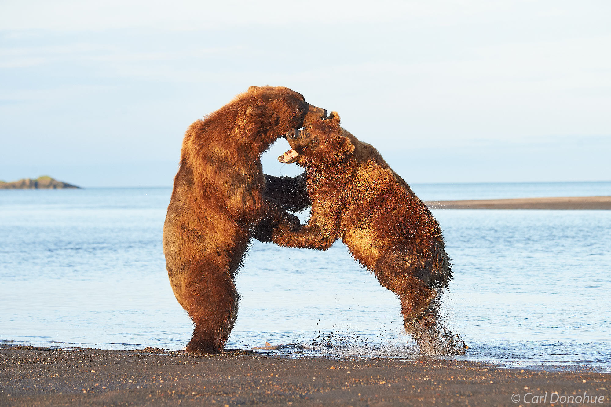 2 large adult male Brown bears fighting over salmon, at Hallo Bay, Katmai National Park and Preserve, Alaska.