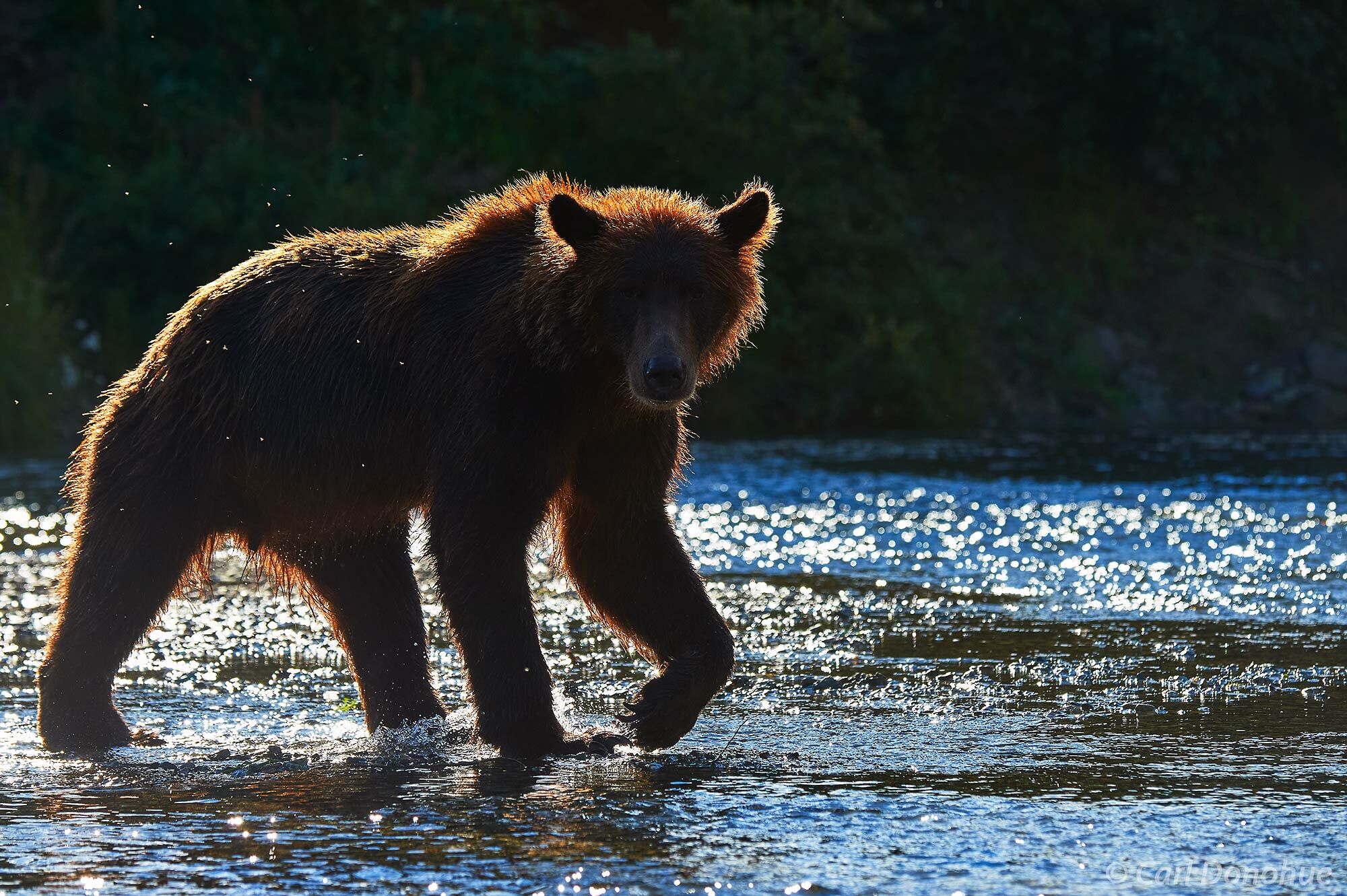 Brown bear fishing near Katmai Coast, Alaska I love some good backlighting. it doesn’t always work. And the opportunity cost of trying to take a backlit shot is a...