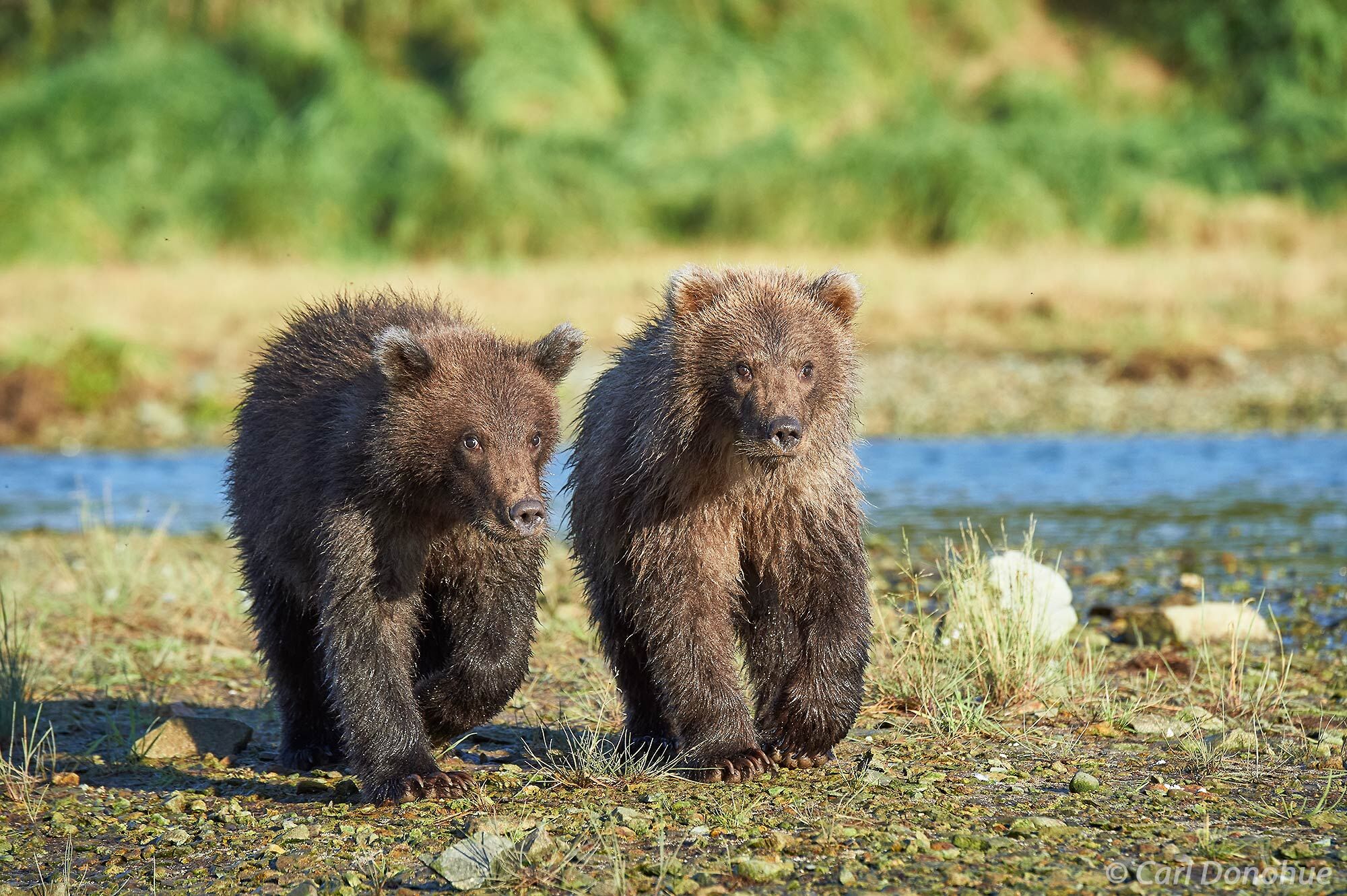 Photo Of 2 Grizzly Bear Cubs Siblings In Alaska Katmai National 