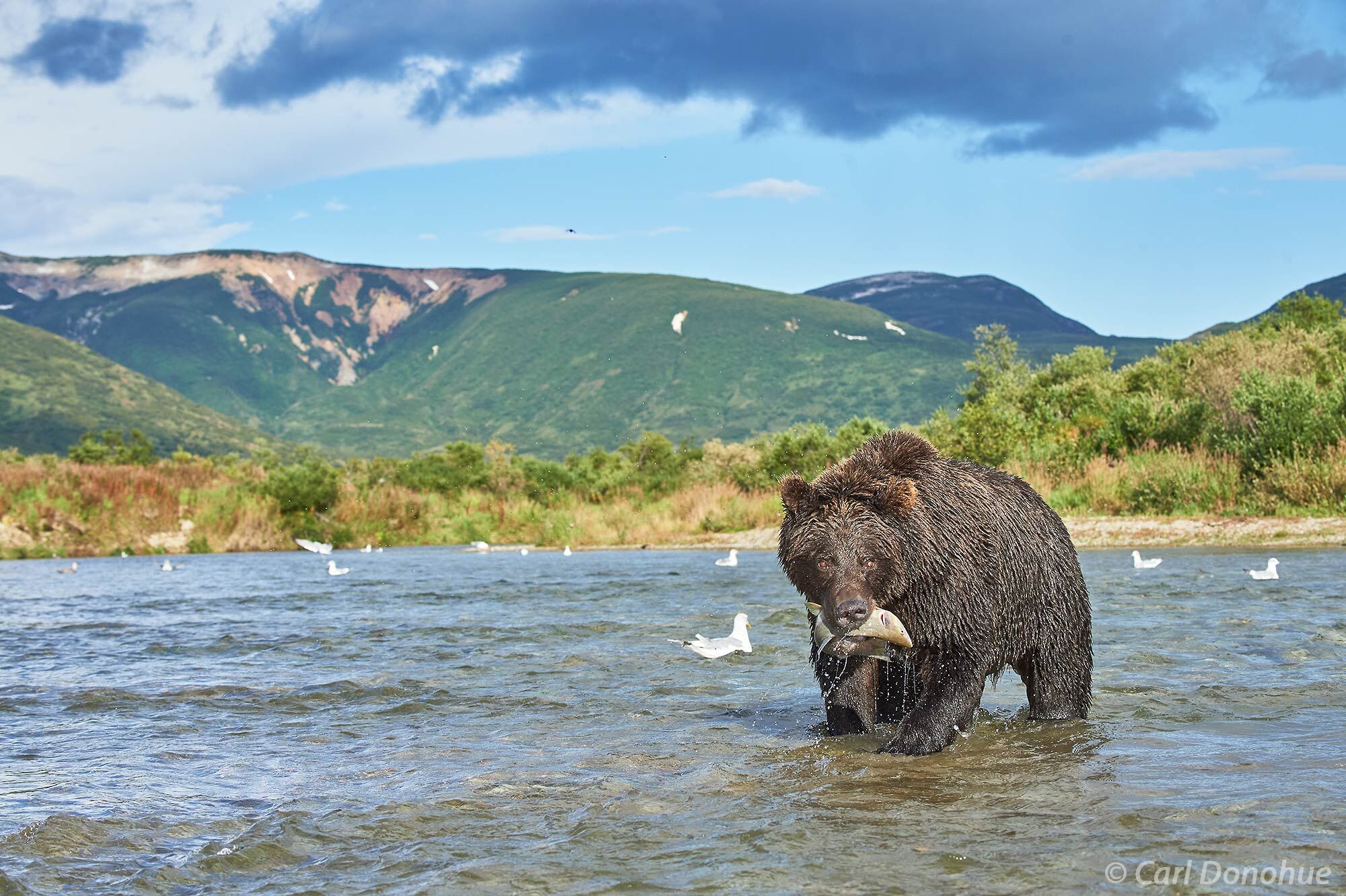 Catch of the Day! A brown bear, o grizzly bear (Ursus arctos) eating a just caught Chum salmon in Katmai National Park and Preserve...