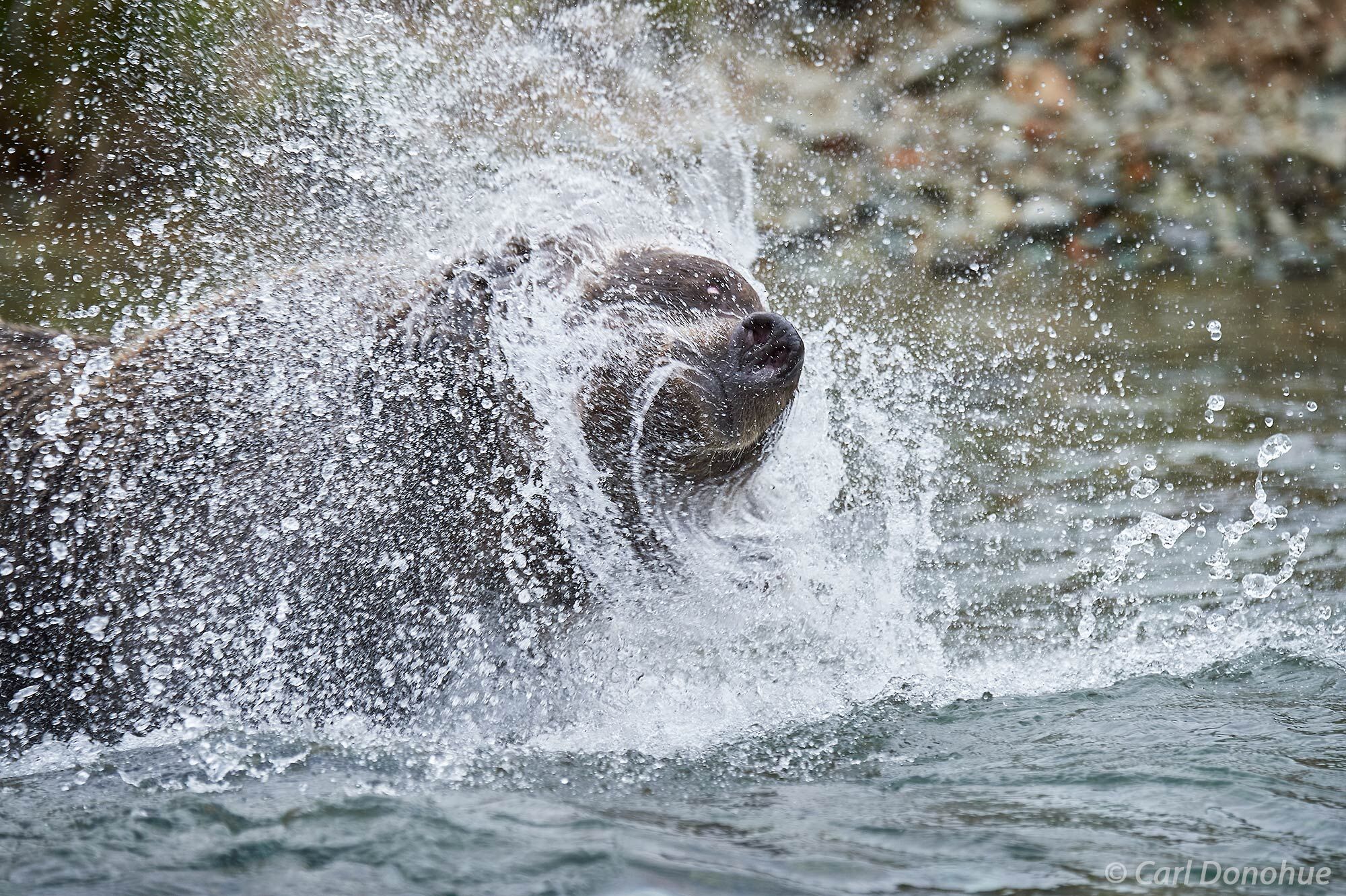 A grizzly bear shaking water from her head as she comes up for air, while chasing salmon in the river. Brown bear, Katmai National...