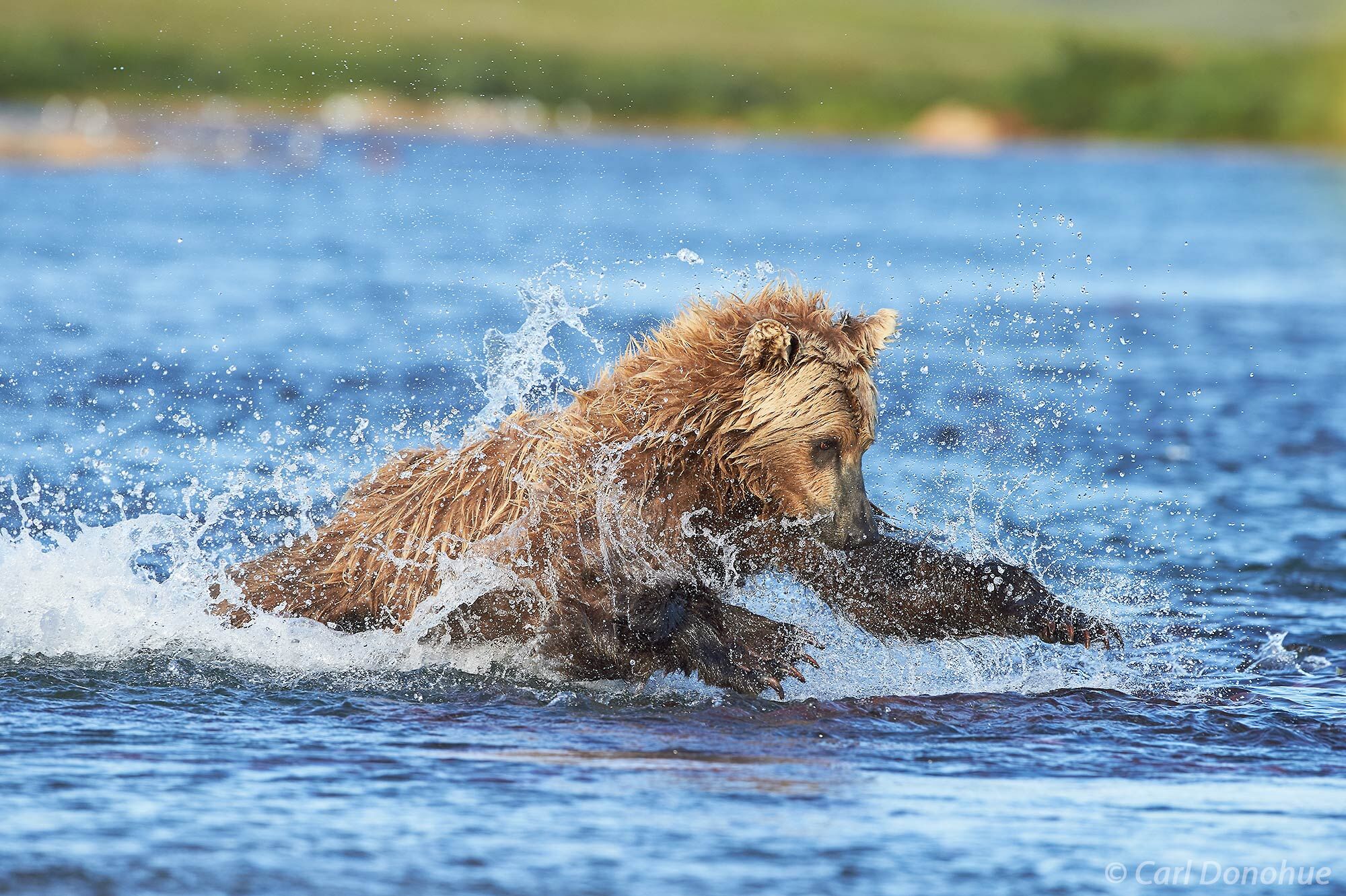 A brown bear chasing after spawning Sockeye salmon in Katmai National Park and Preserve, Alaska.