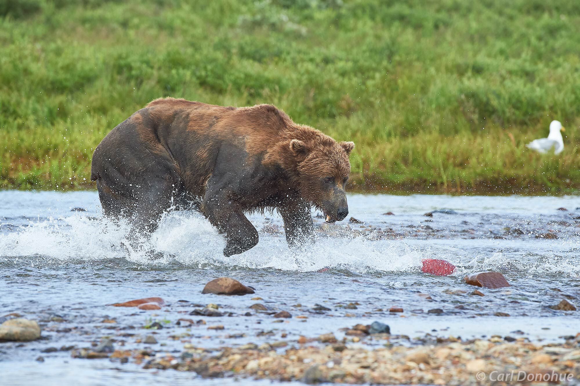 A large male brown bear chasing after spawning Sockeye salmon in Katmai National Park and Preserve, Alaska.