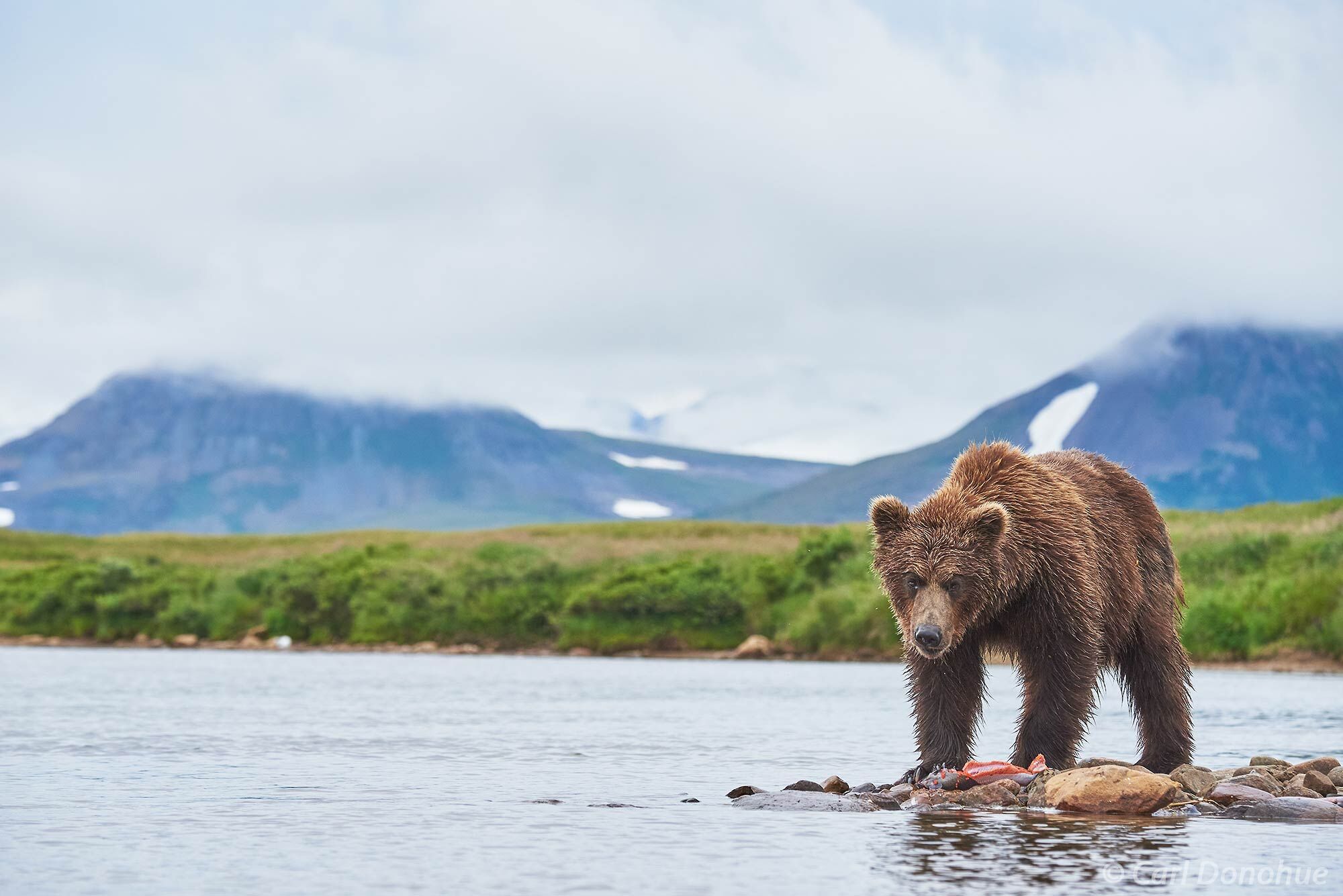 Brown bear standing by a freshly caught Sockeye salmon along the shores of Moraine Creek, in Katmai National Park and Preserve...