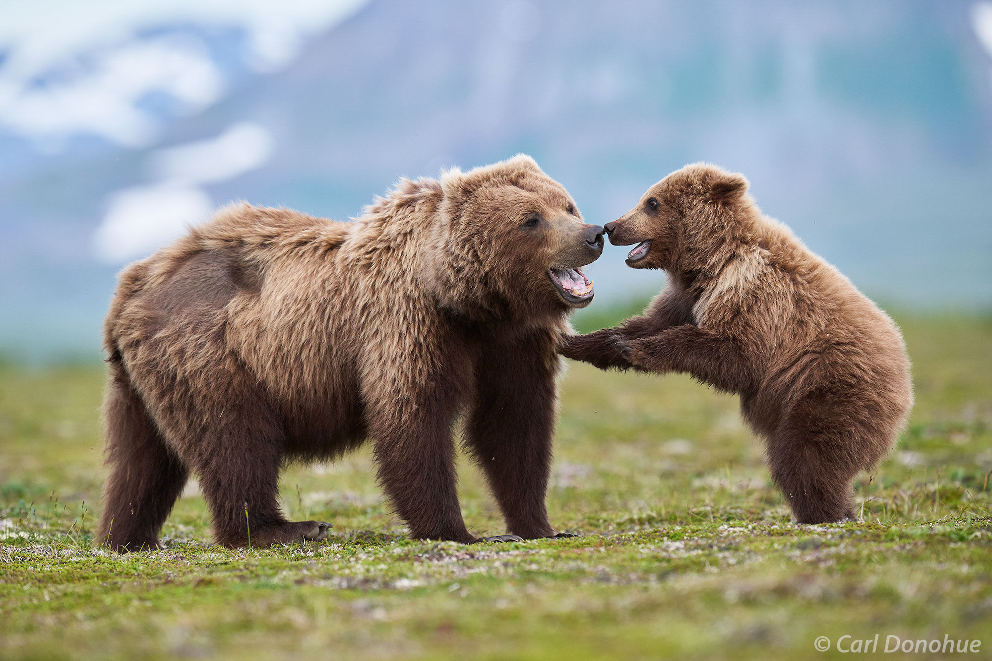 Brown Bear Cub Reaching Up to Mother, Katmai A brown bear cub reaches up to its mother in an open meadow, both animals briefly upright in a moment of play or contact. Cubs...