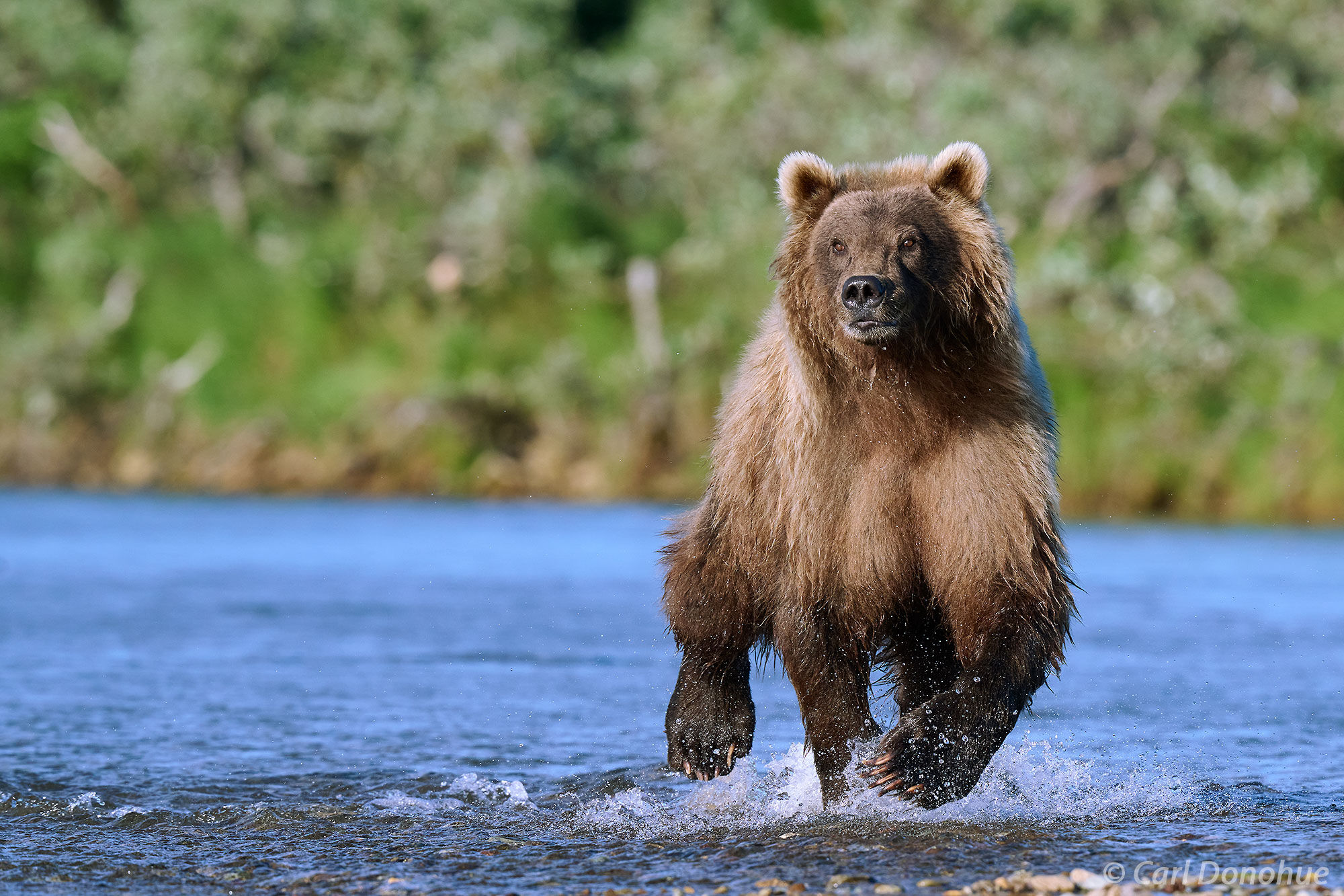 Brown Bear Running Through River, Katmai A brown bear runs through shallow river water, paws kicking up spray, as it chases salmon in Katmai. Once a bear commits to a...