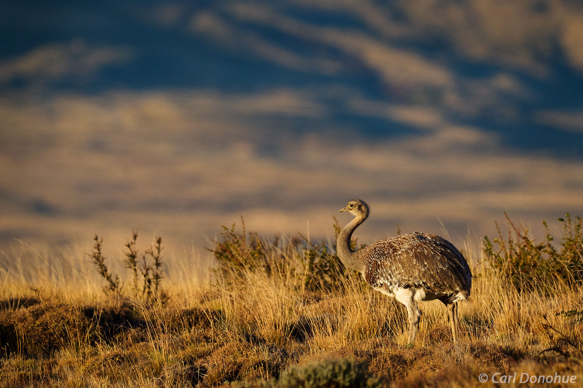 Lesser Rhea Photo, Patagonia, Chile | Patagonia | Carl Donohue Photography