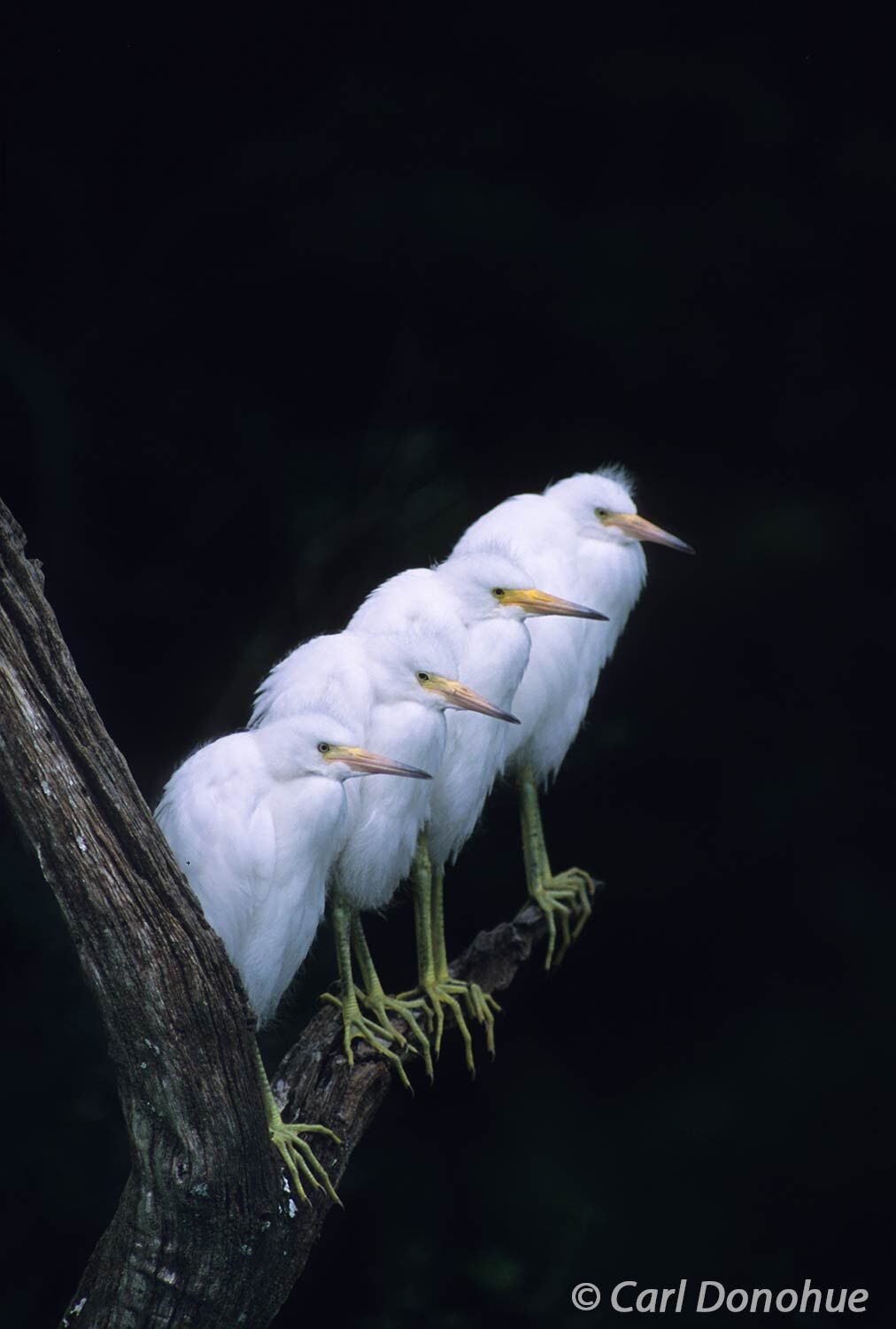 4 young Great Egret chicks, standing in a row on a perch, stand out against a dark background Saint Augustine, Florida. (Ardea...