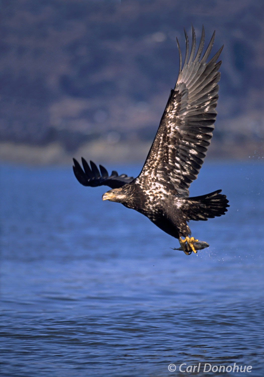 Immature  bald eagle's wings spread wide as it gracefully catches a fish in the waters of Kachemak Bay, near Homer, Alaska. Bald...