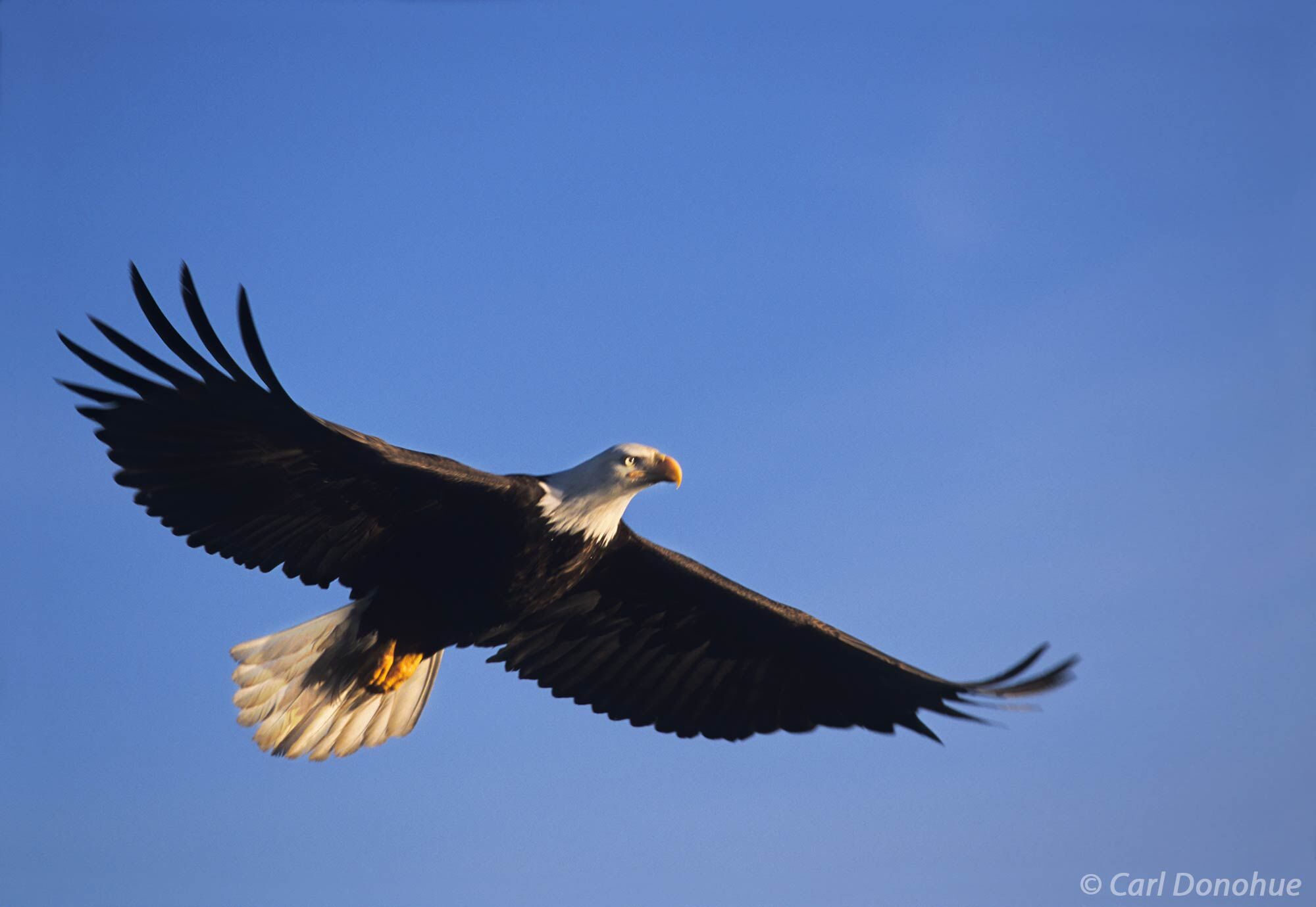 The bald eagle, seen here soaring against the deep blue Alaska sky, is an iconic symbol of the United States and a beloved species...