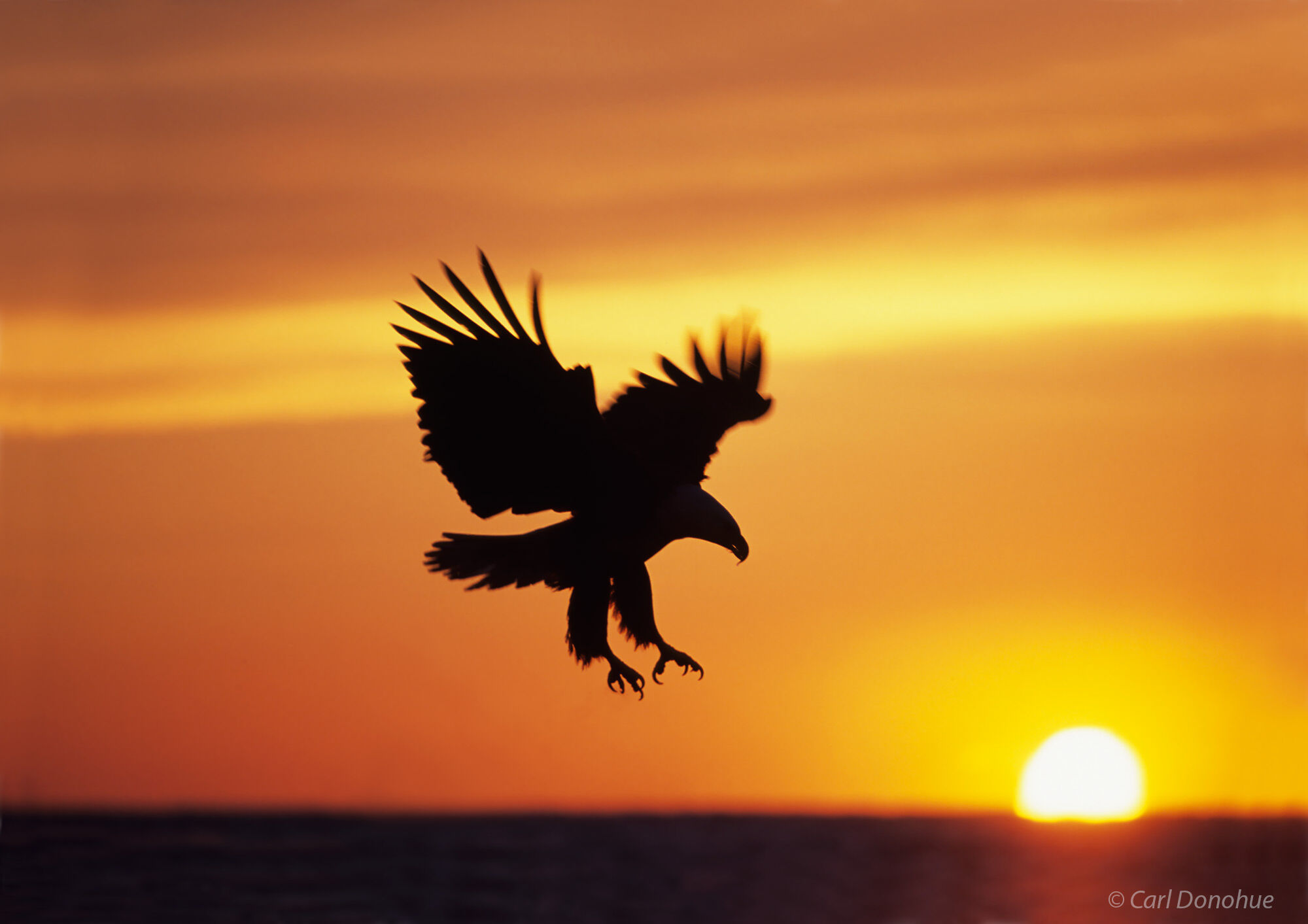 Silhouetted bald eagle in flight against sunset photo.