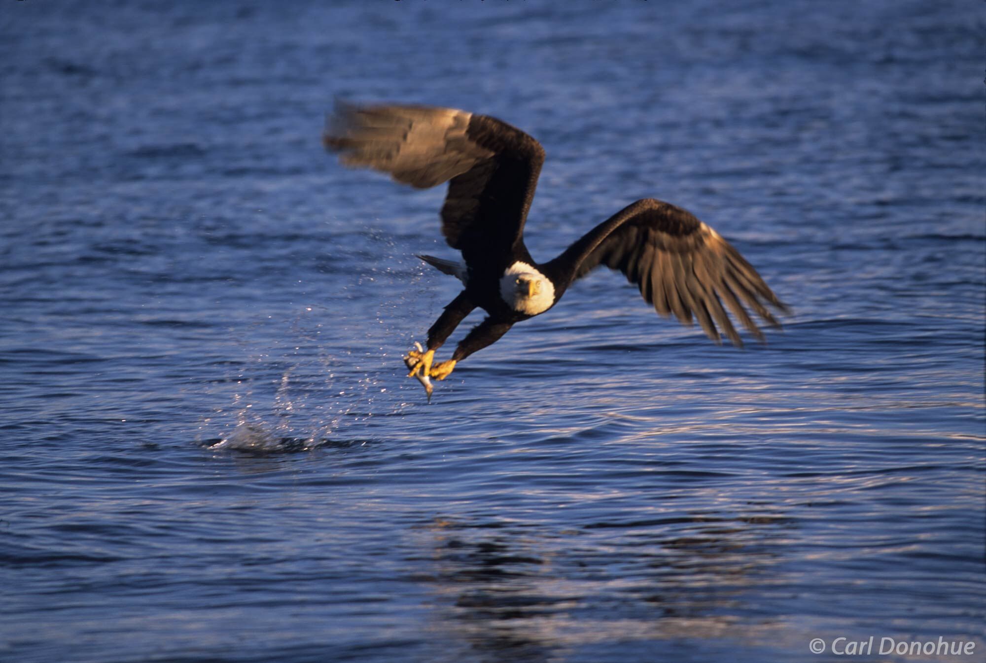 Bald Eagle flying, coming off the water with a fish in talons, Homer, Alaska.  Bald eagle fishing in Kachemak Bay, near Homer...