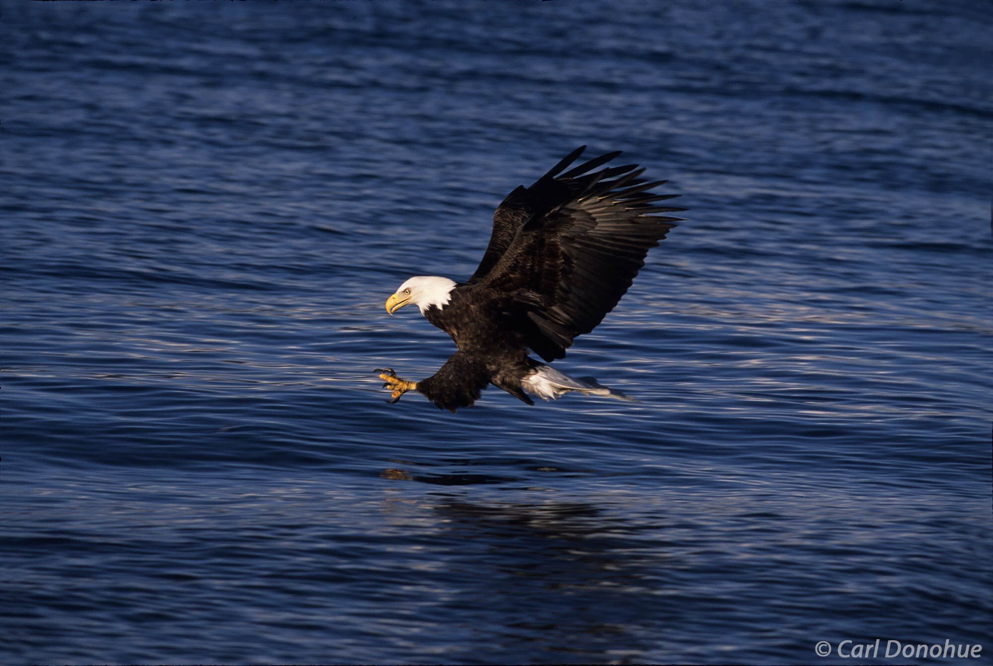 Mature bald eagle fishing in Kachemak Bay, near Homer, Alaska. Haliaeetus leucocephalus.