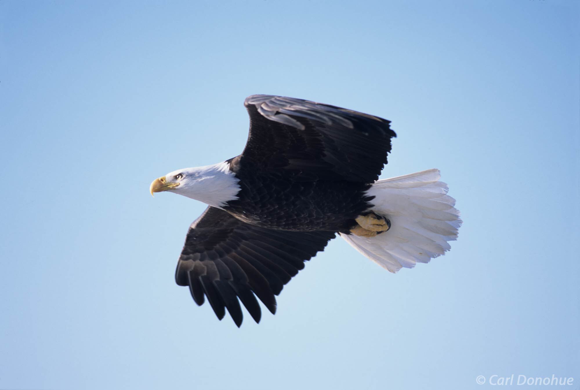 Soaring Bald Eagle in flight photos, against a deep blue sky, Homer, Alaska.  Bald eagle fishing in Kachemak Bay, near Homer...