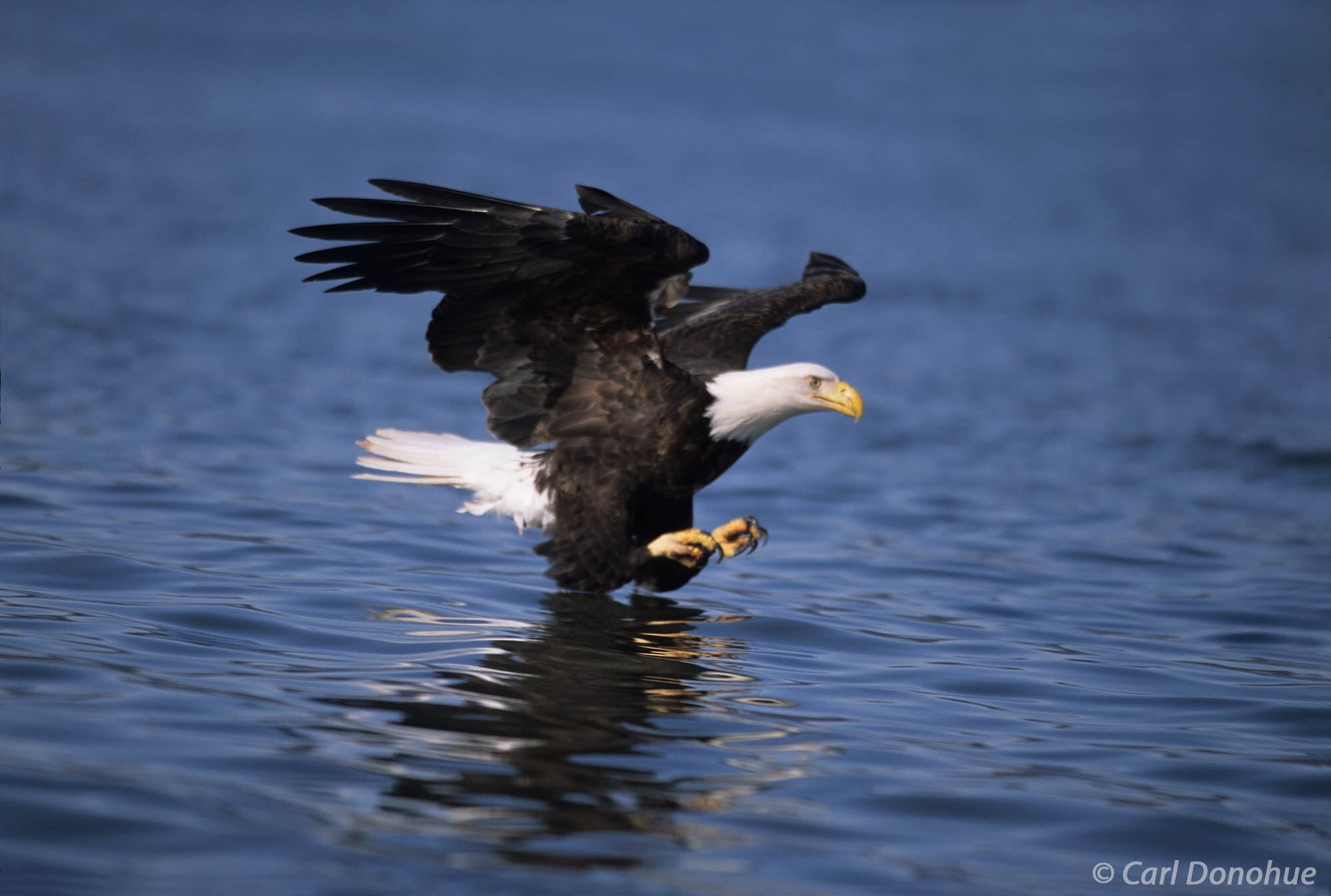Bald eagle in flight, diving for fish, in Kachemak Bay, near Homer, Alaska. Mature bald eagle fishing in Kachemak Bay, near Homer...