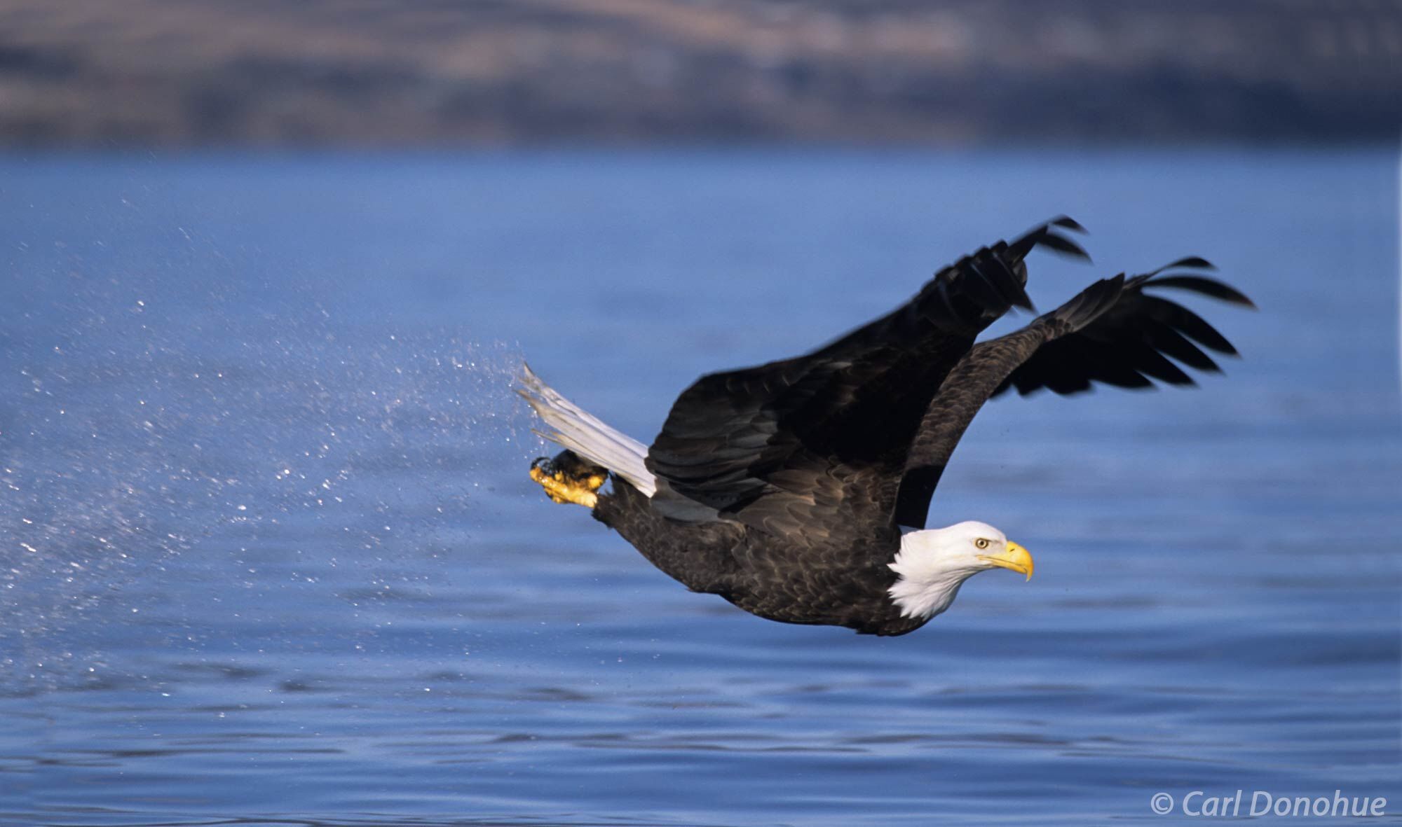 A bald eagle in flight, with fish in its talons, as it flies over the waters of Kachemak Bay, Homer Alaska. Haliaeetus leucocephalus...