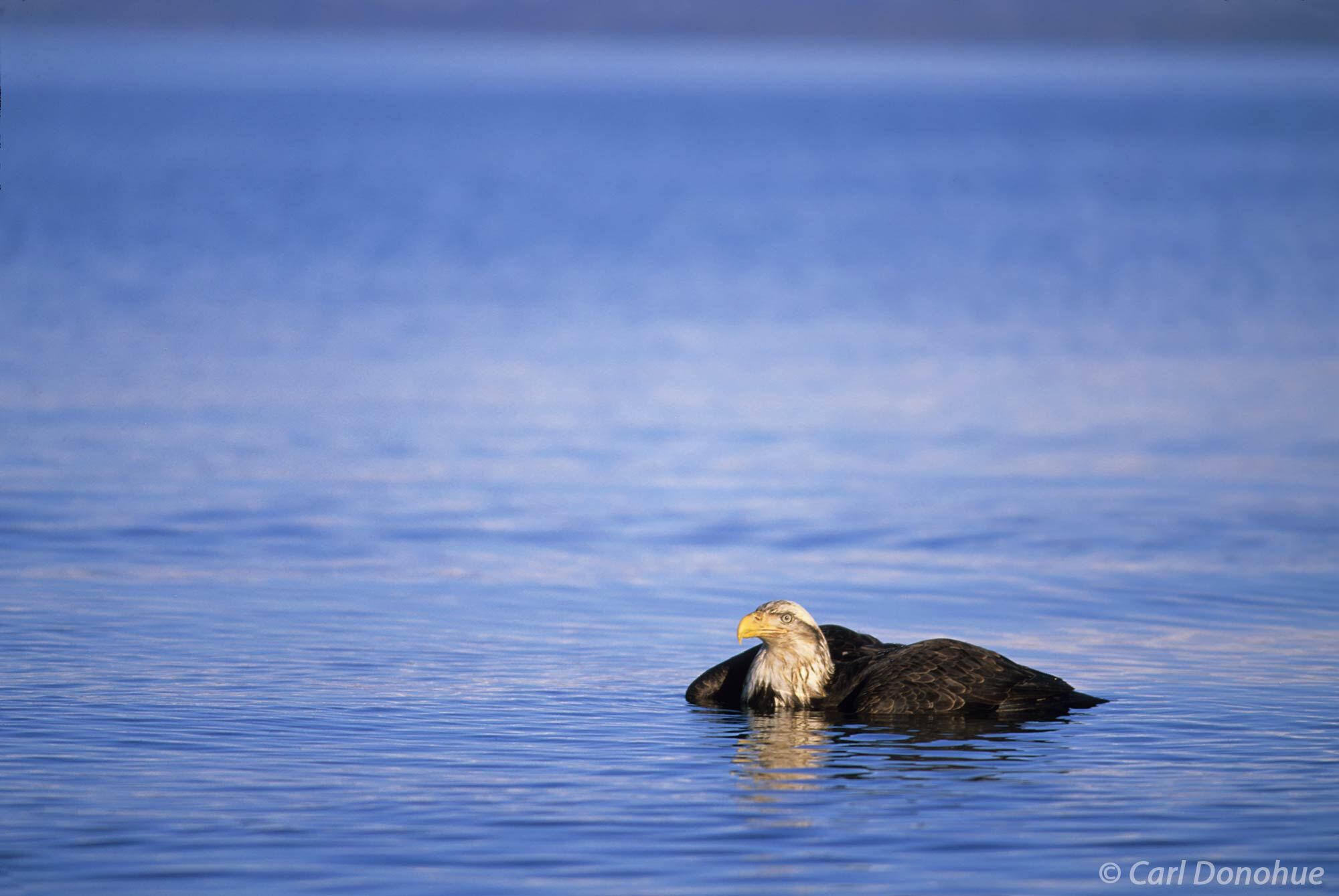 An adult bald eagle in the water, Kachemak Bay, near Homer, Alaska.  Bald eagle fishing in Kachemak Bay, near Homer, Alaska....