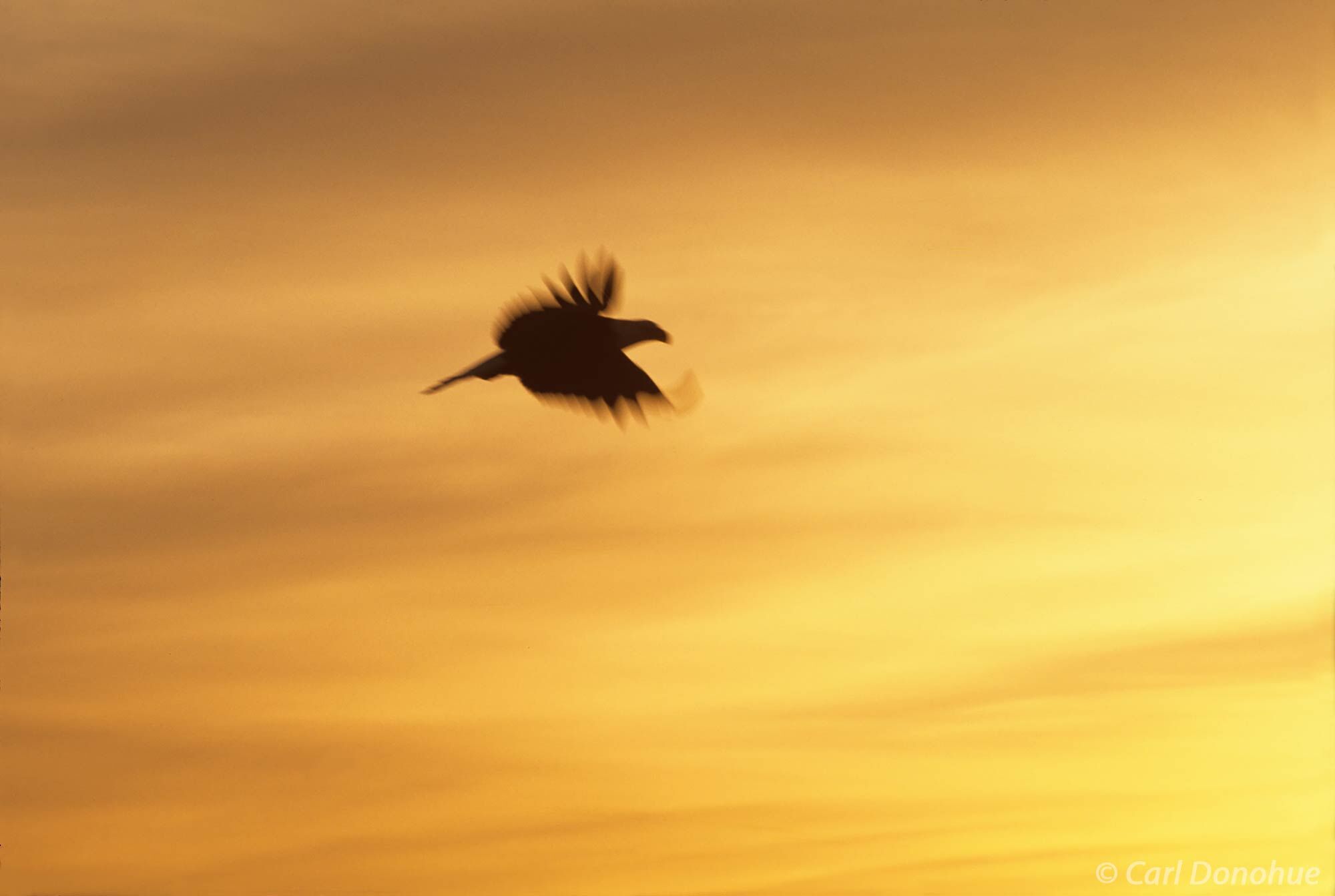 A bald in flight, soaring silhouette photo against a colorful sunset sky near Homer, Alaska.  Bald eagle fishing in Kachemak...