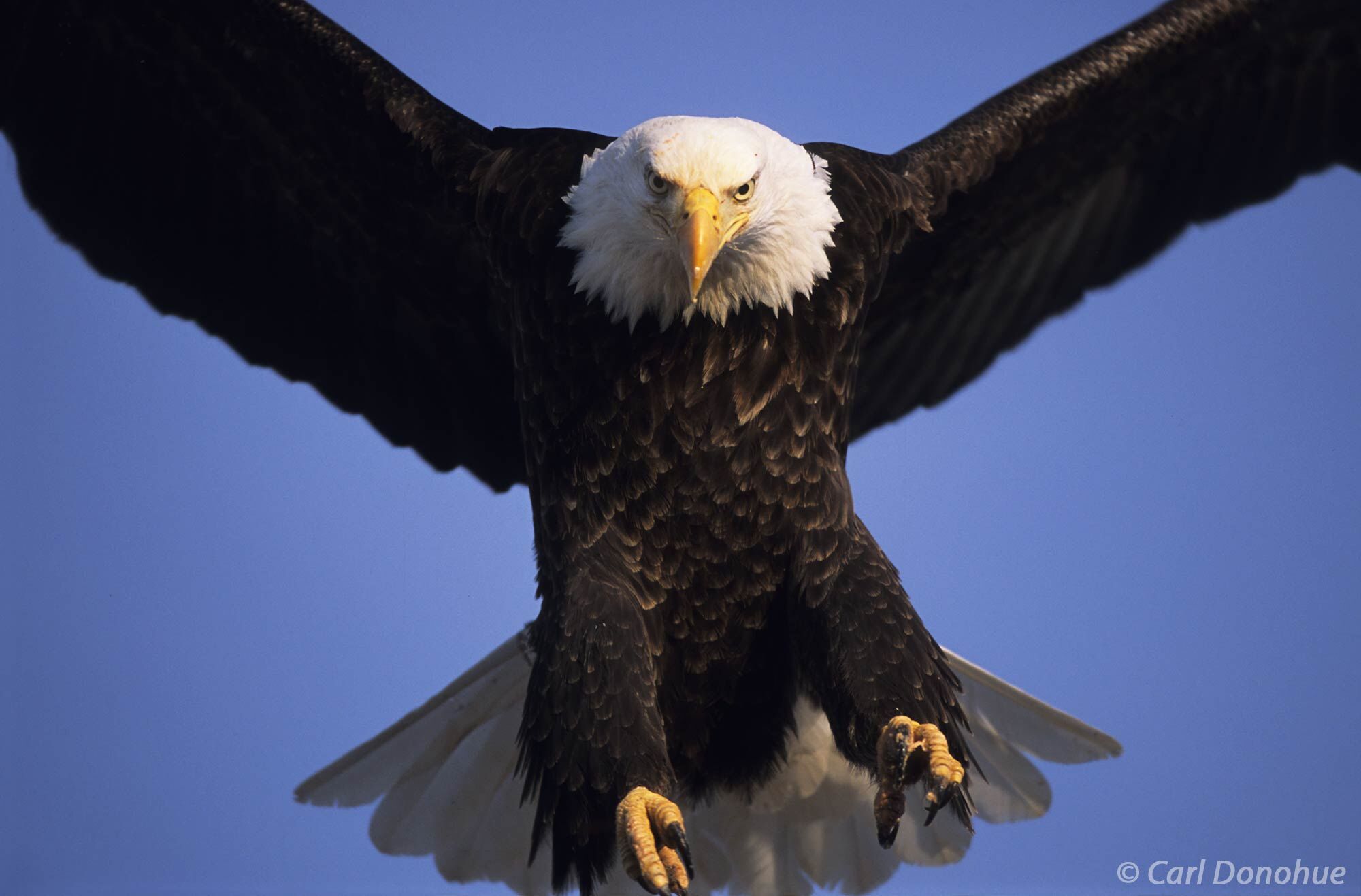 Closeup of a Bald Eagle in flight coming in for a landing, Homer, Alaska.  Haliaeetus leucocephalus.