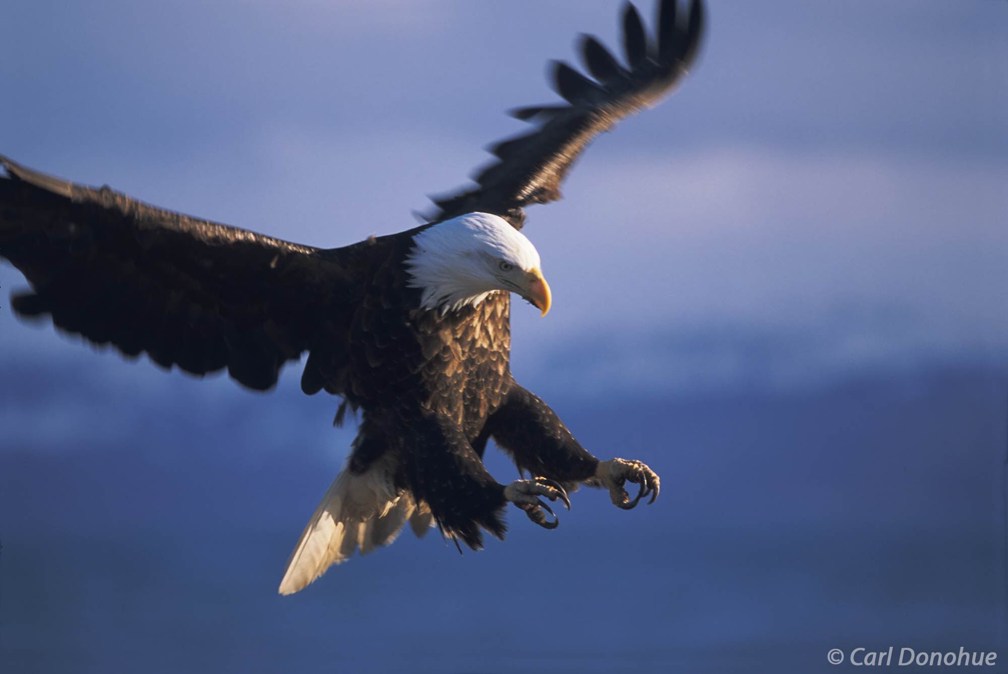 An adult bald eagle in flight coming in for a landing, talons outstretched, near Homer, Alaska. Haliaeetus leucocephalus.