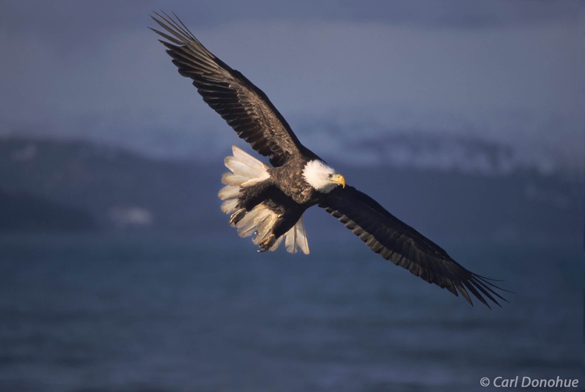 Adult Bald Eagle in flight, coming in for a landing Homer, Alaska. Haliaeetus leucocephalus.