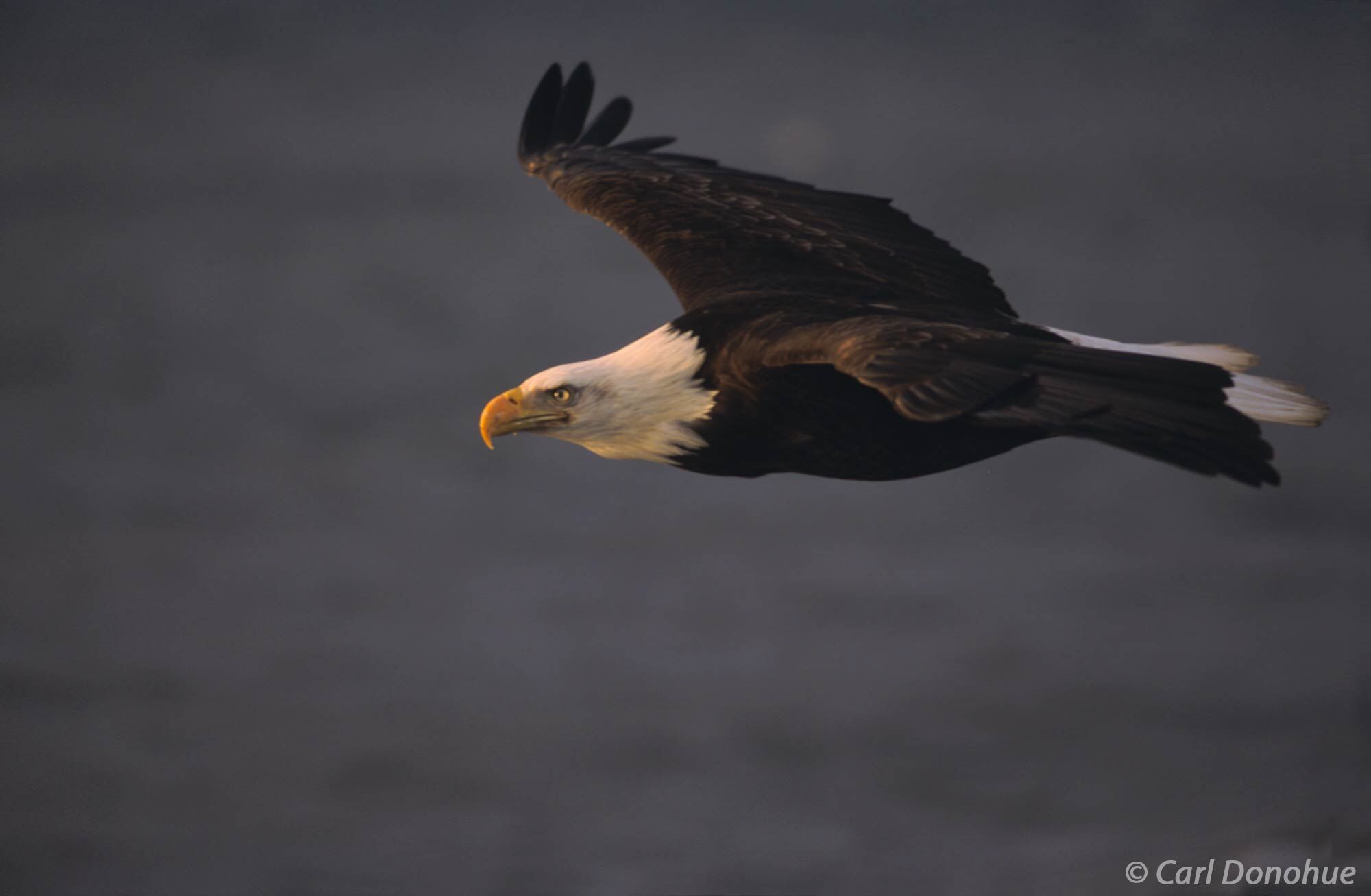 Adult bald eagle soaring over Kachemak Bay, Alaska. (Haliaeetus leucocephalus). Soaring eagles pictures. The bald eagle's strong...